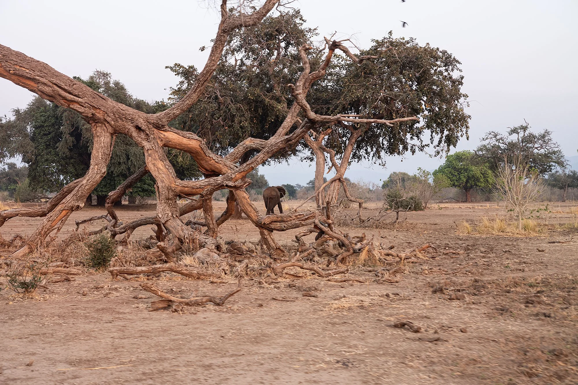 Mana Pools, Zimbabwe.