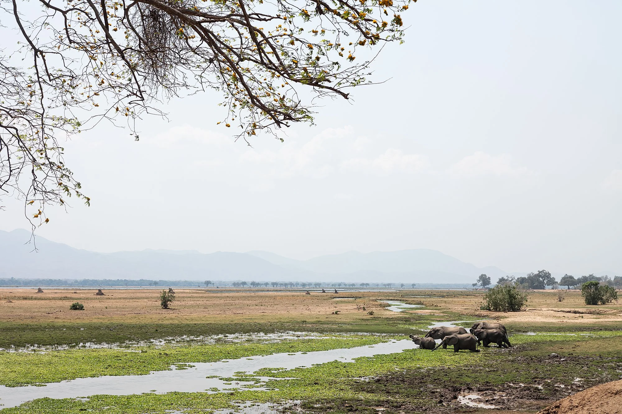 Elephants. Mana Pools, Zimbabwe.
