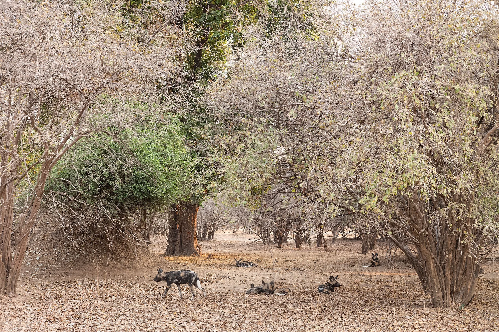 Wild dogs. Mana Pools, Zimbabwe.