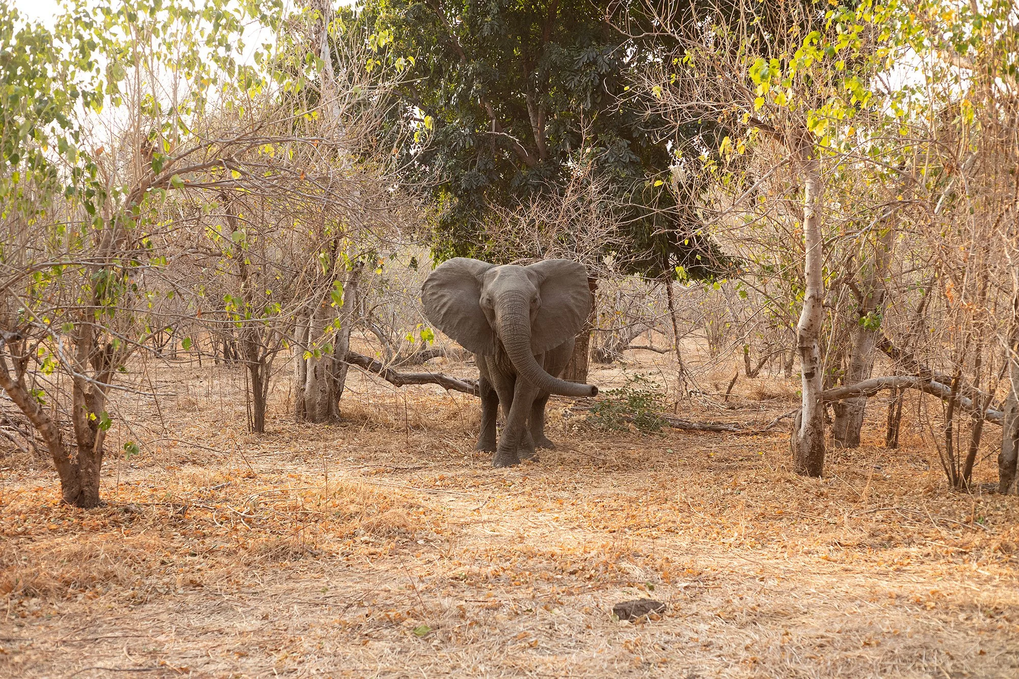 Mana Pools, Zimbabwe.