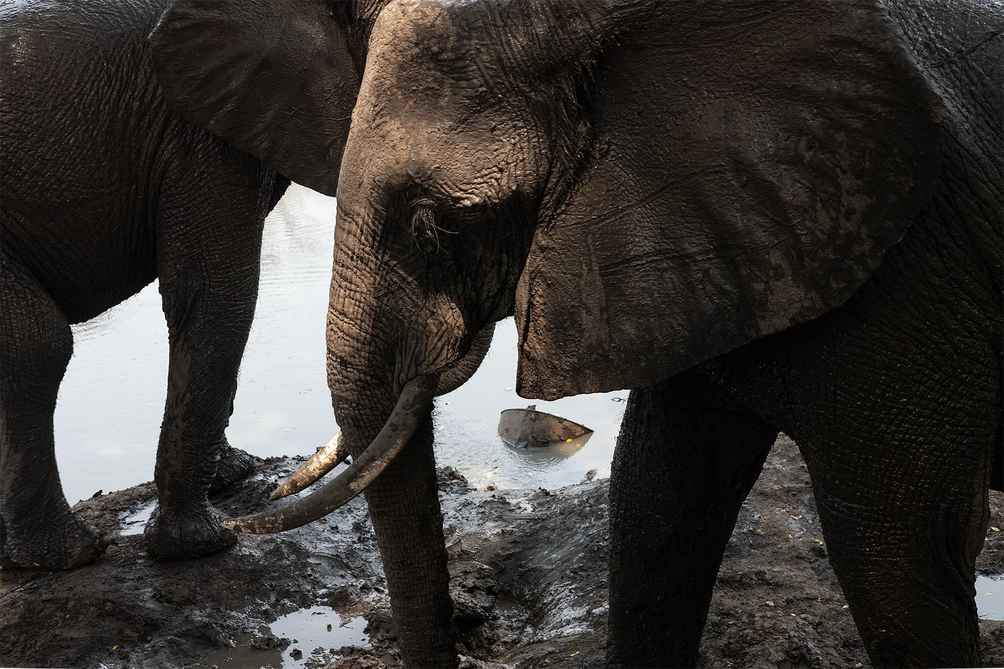 Mana Pools, Zimbabwe.