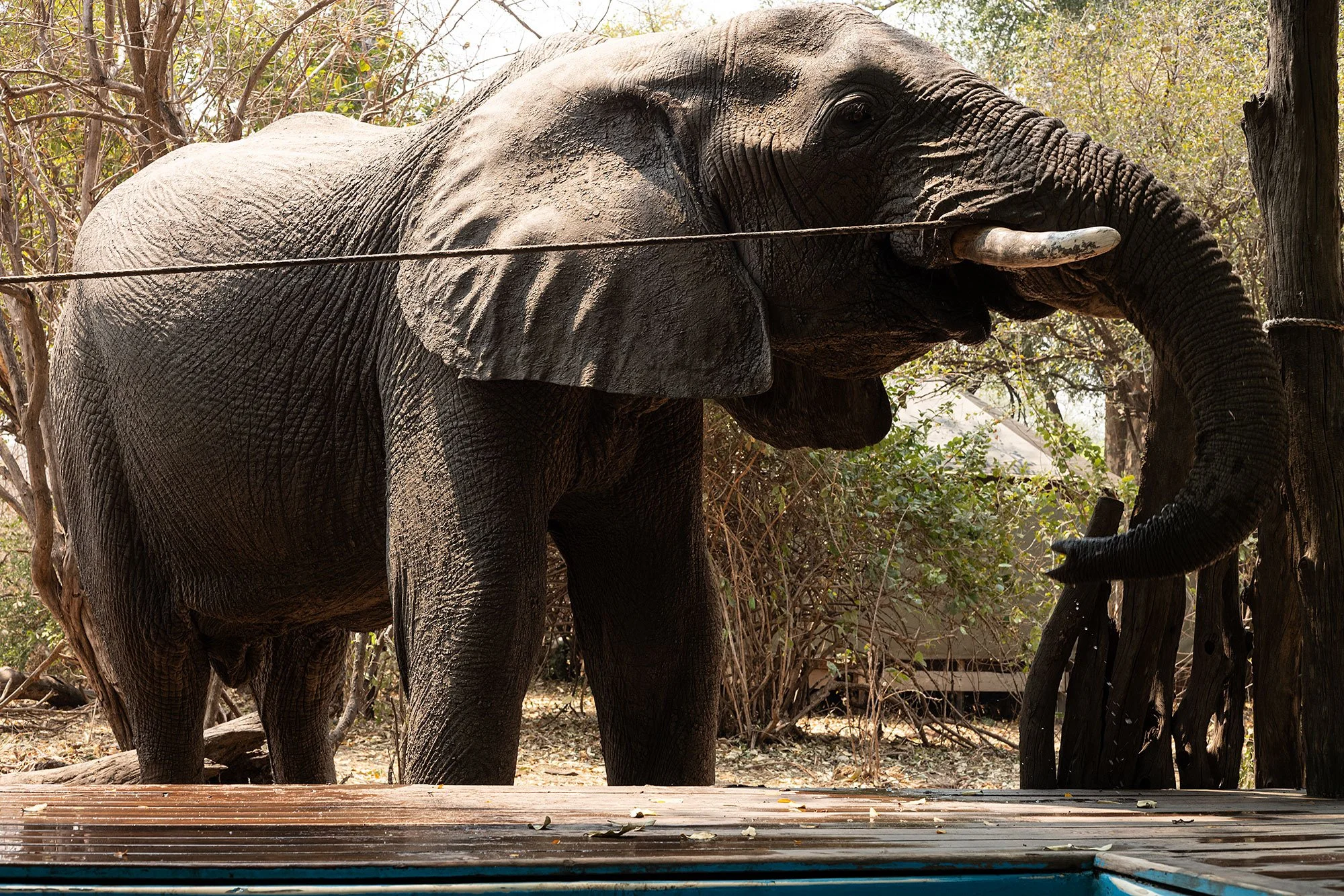 Mana Pools, Zimbabwe.