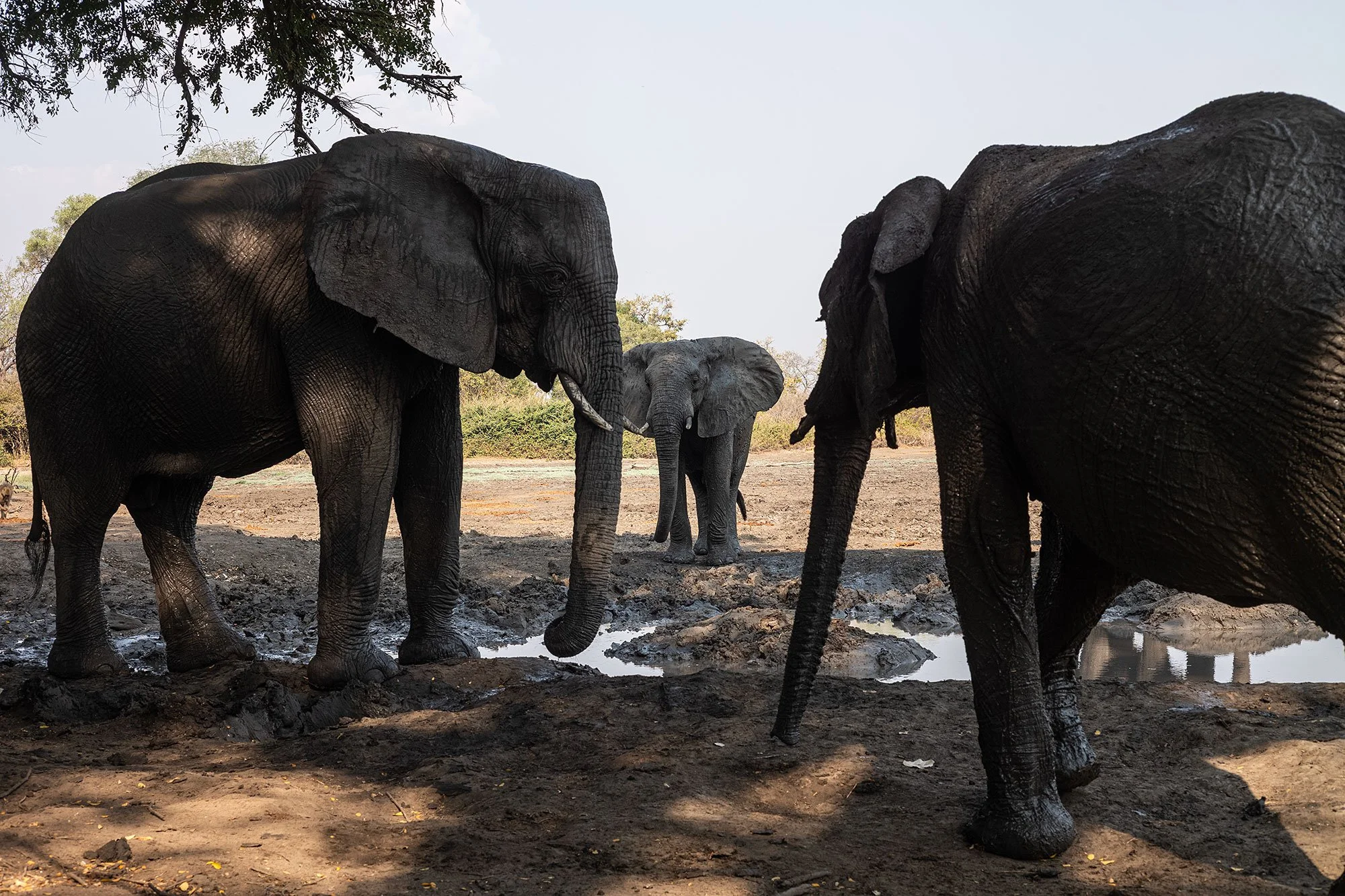Elephants at Kanga Camp. Mana Pools, Zimbabwe.