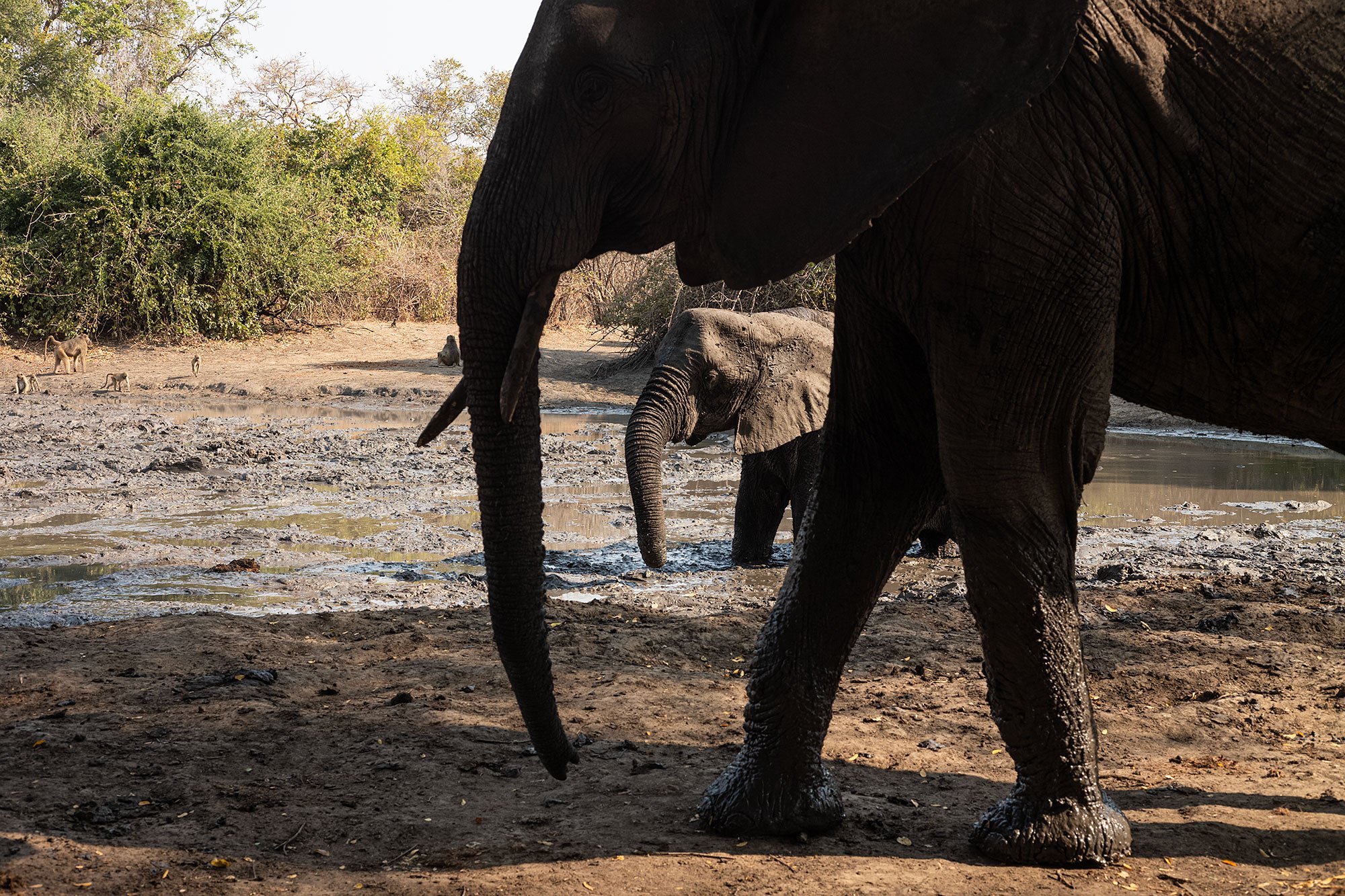 Elephants at Kanga Camp. Mana Pools, Zimbabwe.