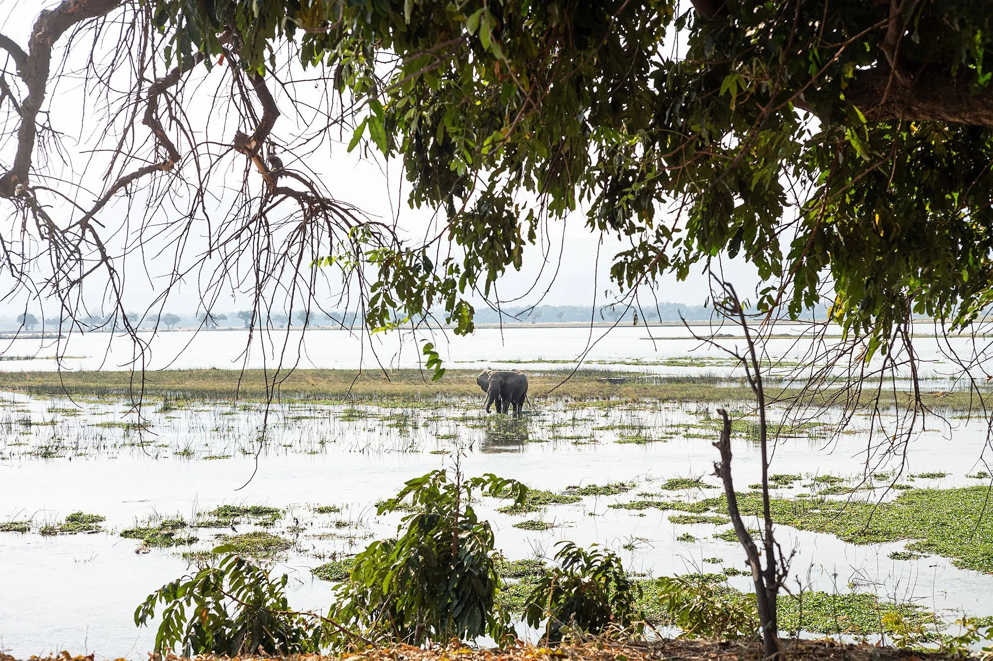 An elephant in the Zambezi River.. Mana Pools, Zimbabwe.