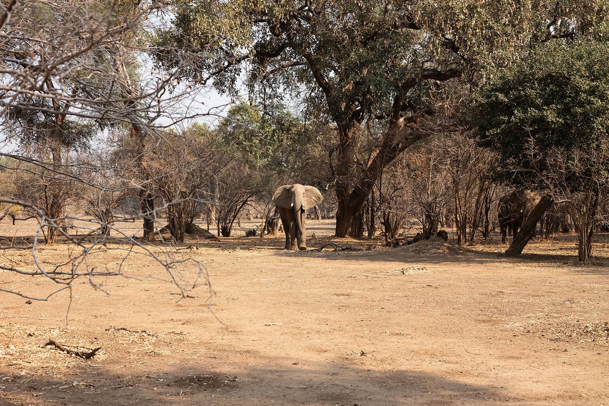 Mana Pools, Zimbabwe.