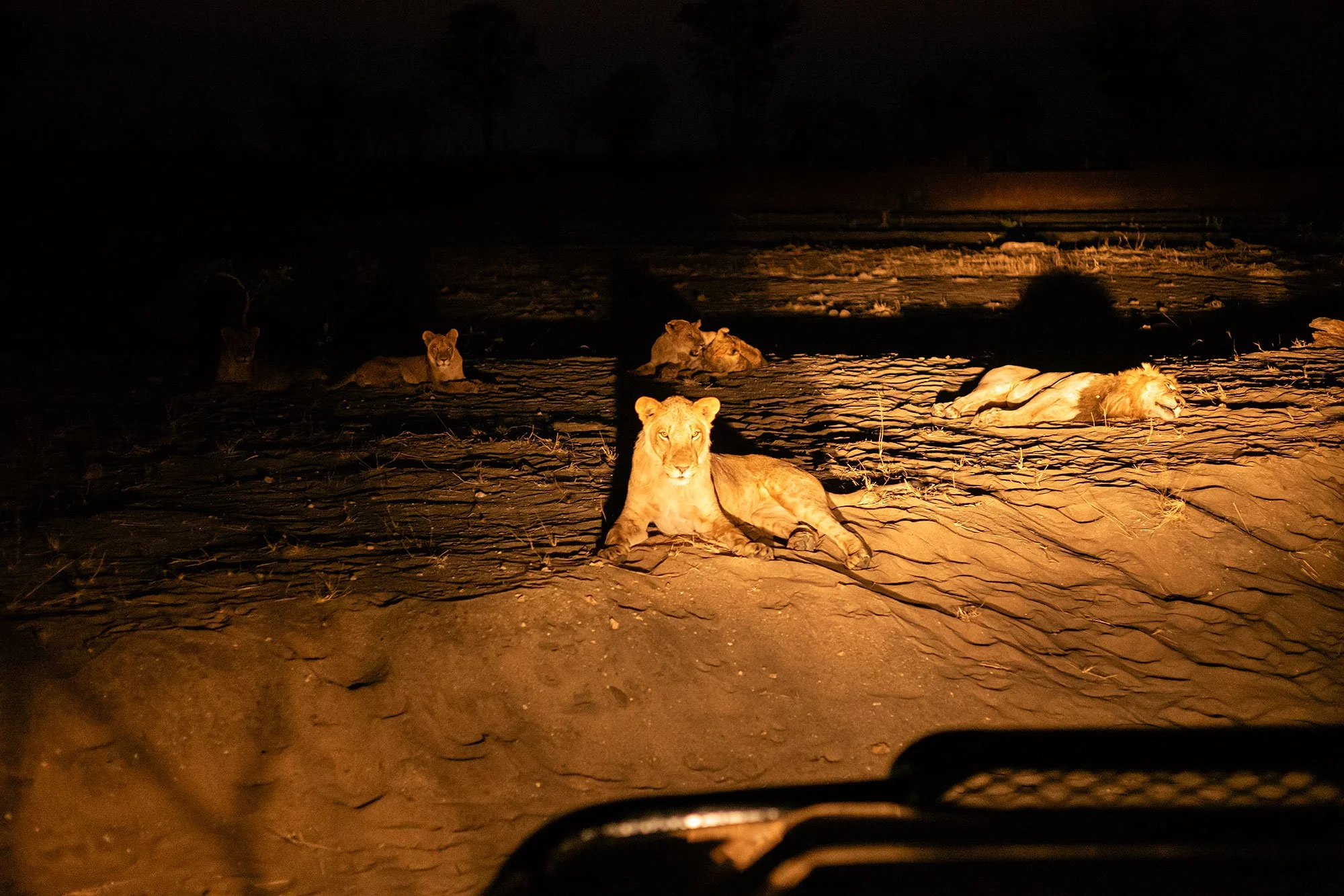 Lions. Mana Pools, Zimbabwe.