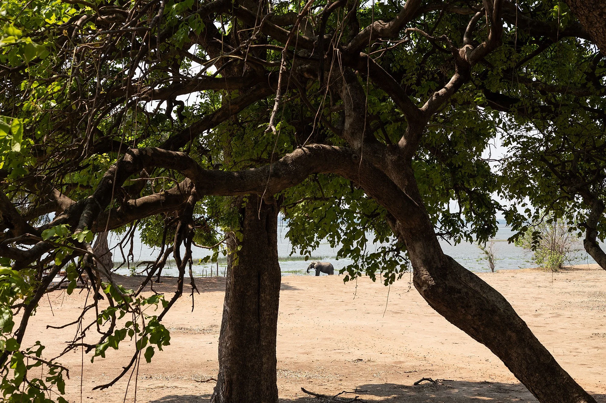 Elephant along the Zambezi River. Mana Pools, Zimbabwe.