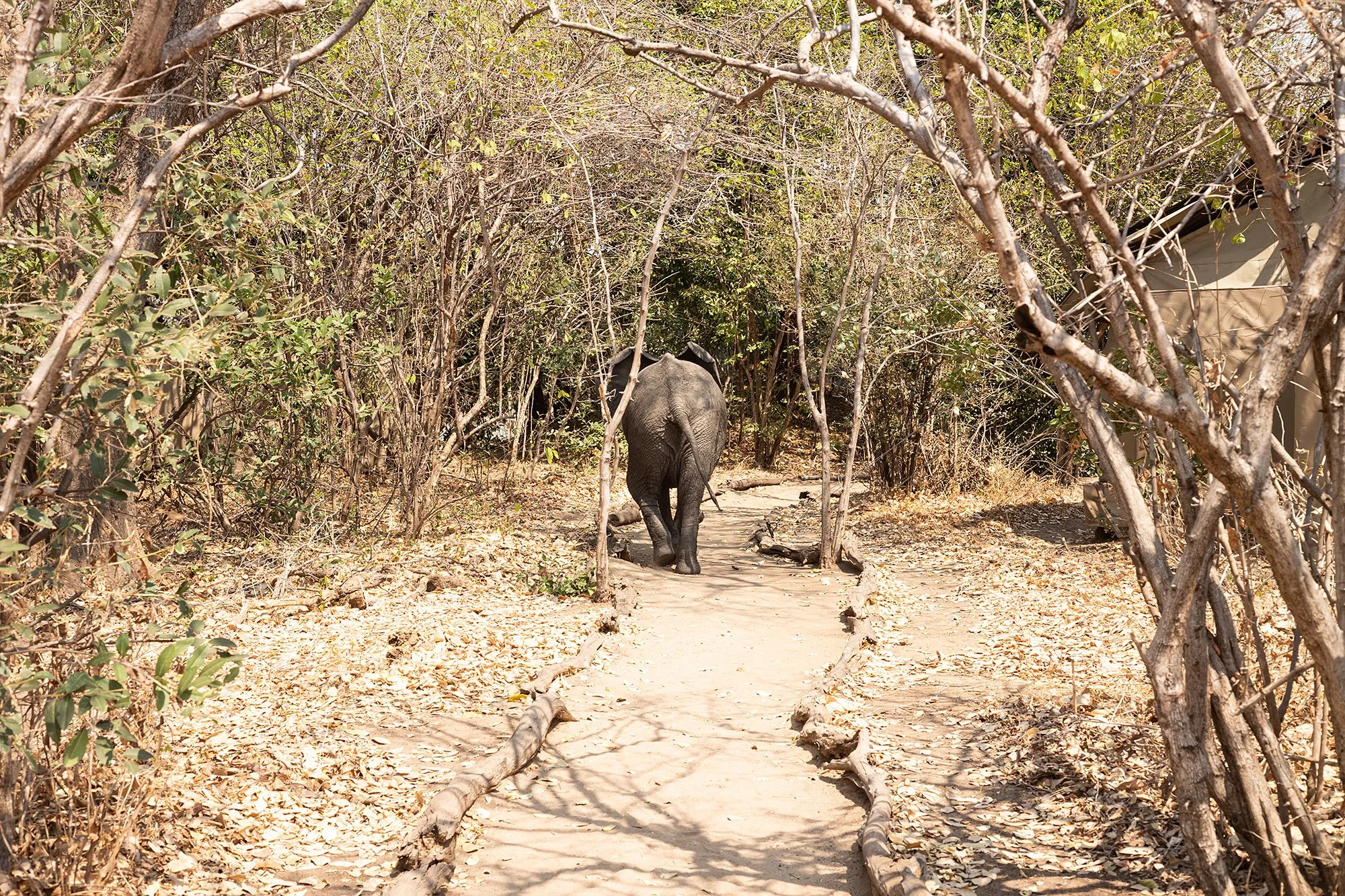 Elephants at Kanga Camp. Mana Pools, Zimbabwe.