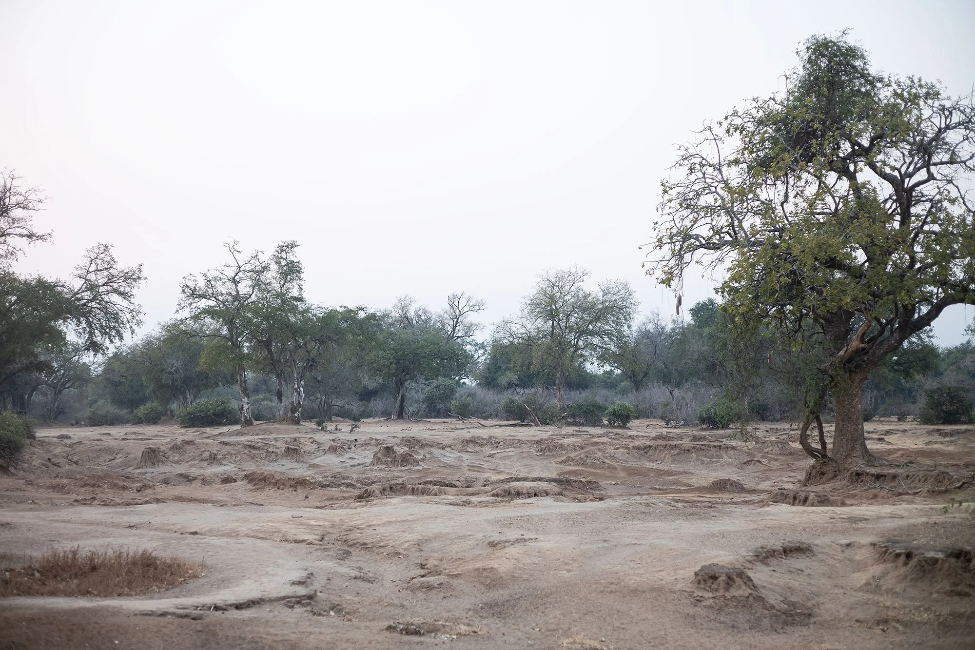Mana Pools morning, Zimbabwe.