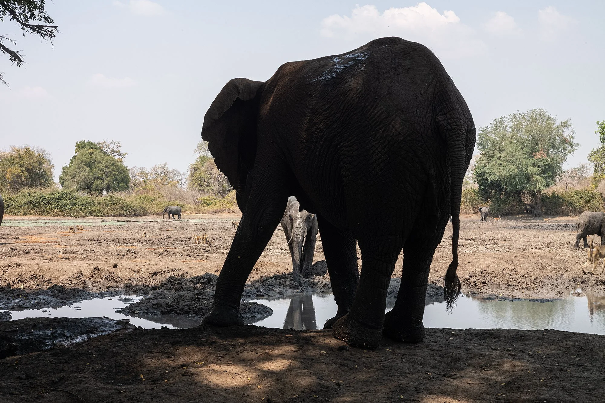 Elephants. Kanga Camp. Mana Pools, Zimbabwe.