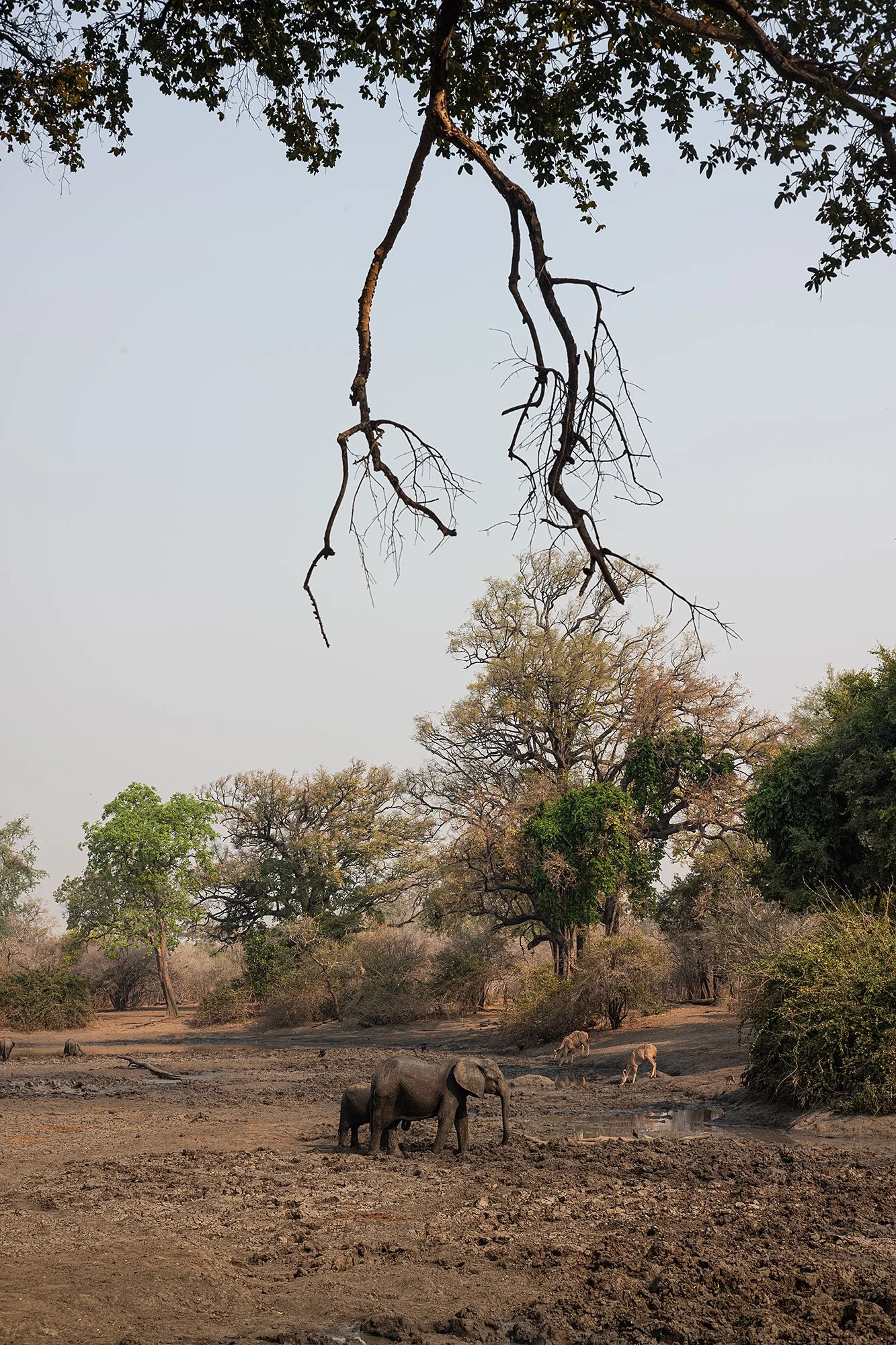 Mana Pools, Zimbabwe.