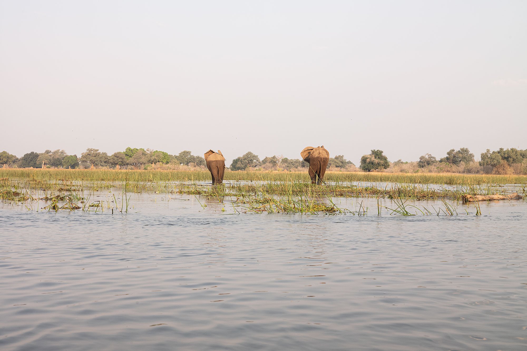 Canoeing on the Zambezi River. Mana Pools, Zimbabwe.