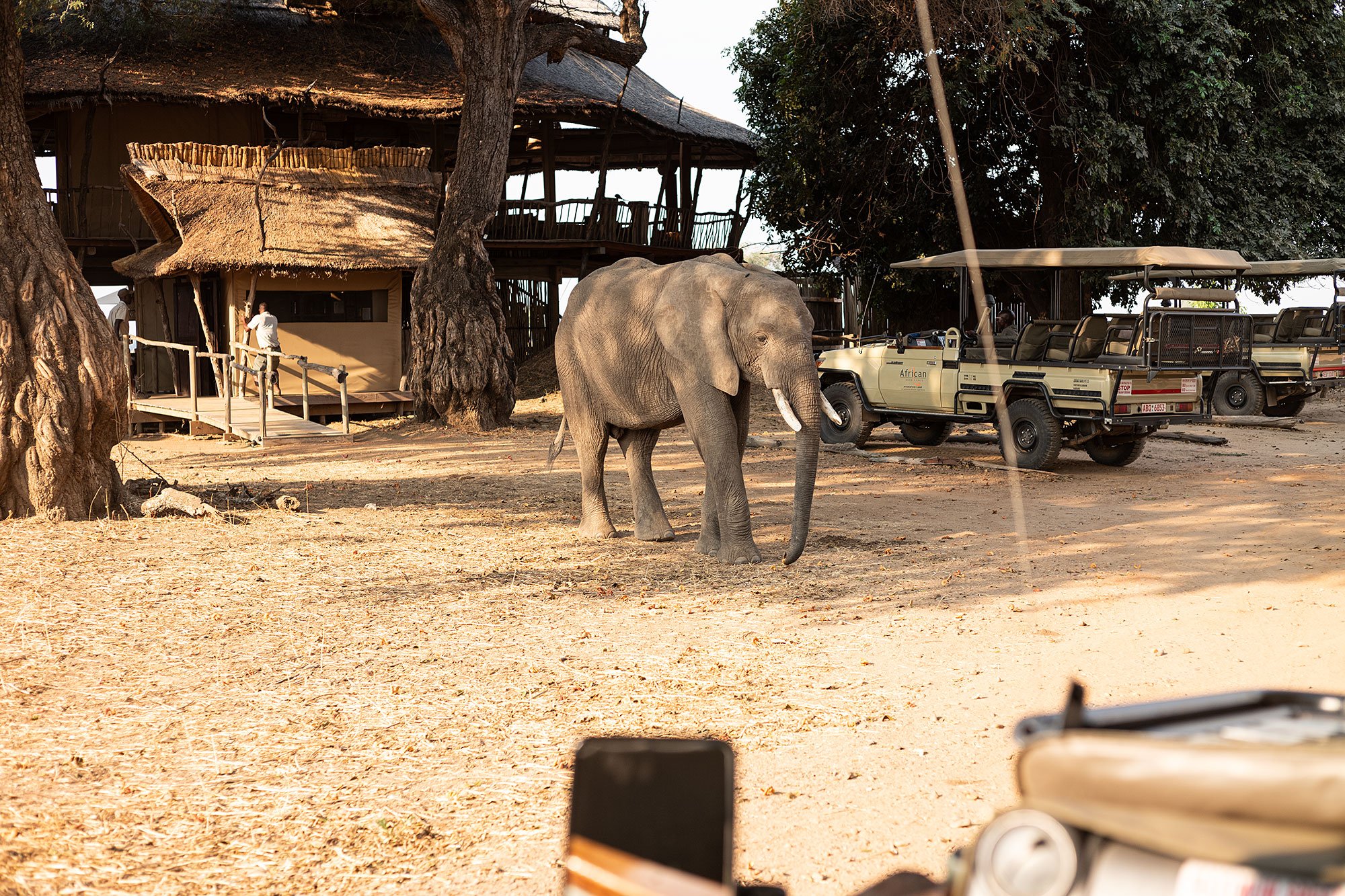 Elephant at Nyamatusi Camp. Mana Pools, Zimbabwe.