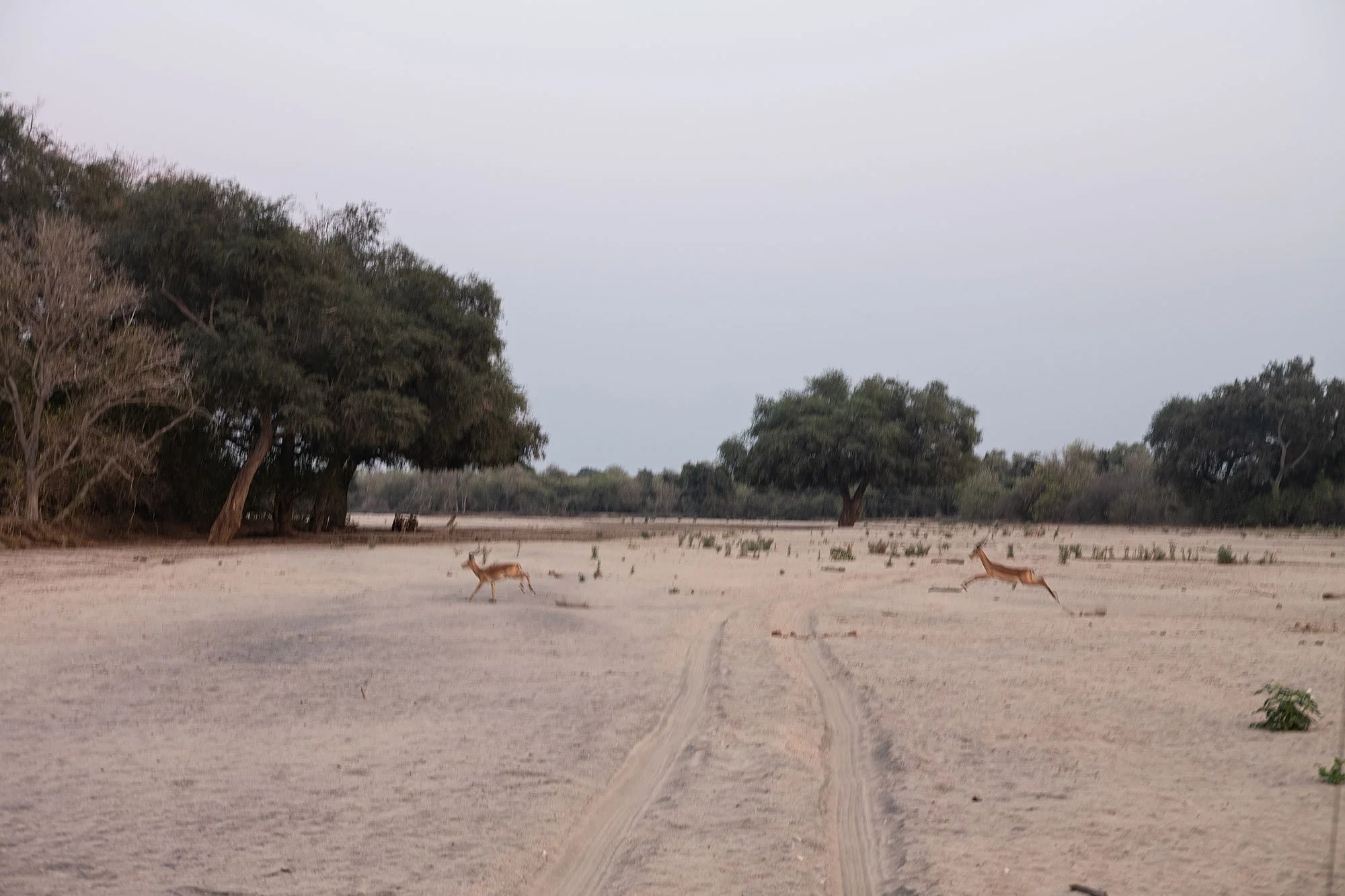 Mana Pools, Zimbabwe.