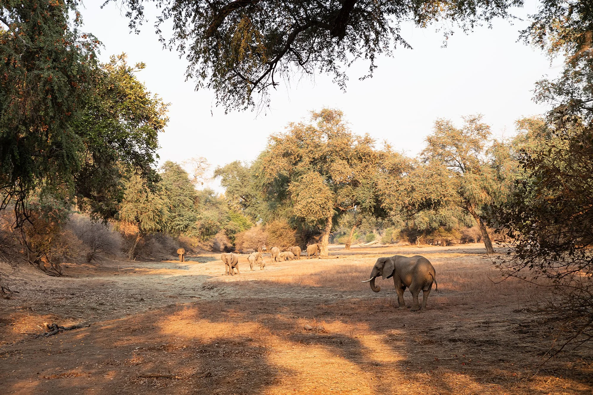 Elephants. Mana Pools, Zimbabwe.