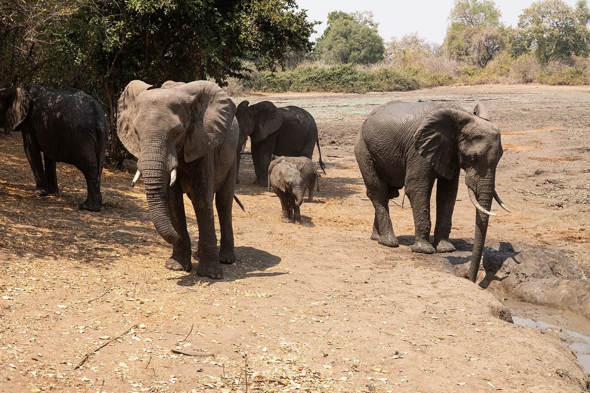 Elephants. Kanga Camp. Mana Pools, Zimbabwe.