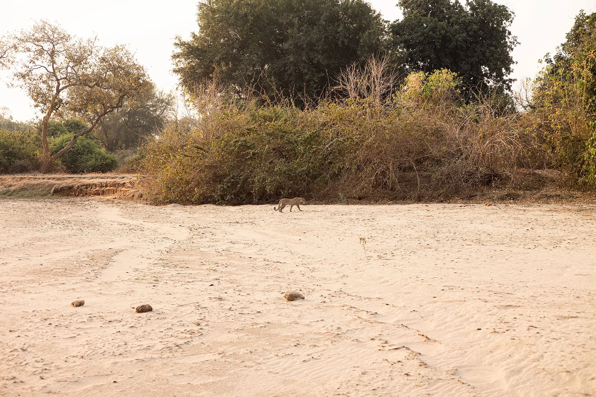 Leopard. Mana Pools, Zimbabwe.