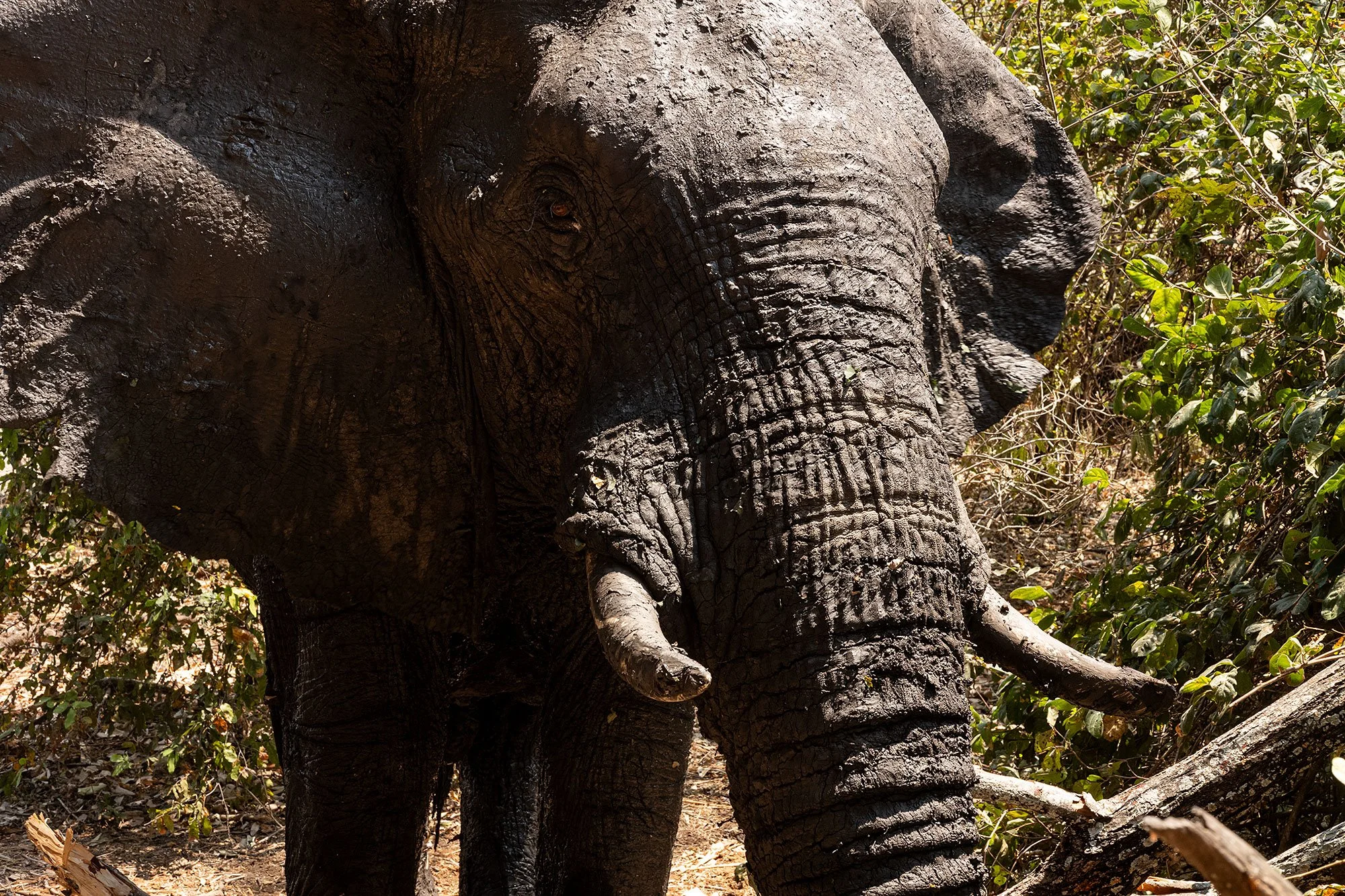 Elephants. Kanga Camp. Mana Pools, Zimbabwe.