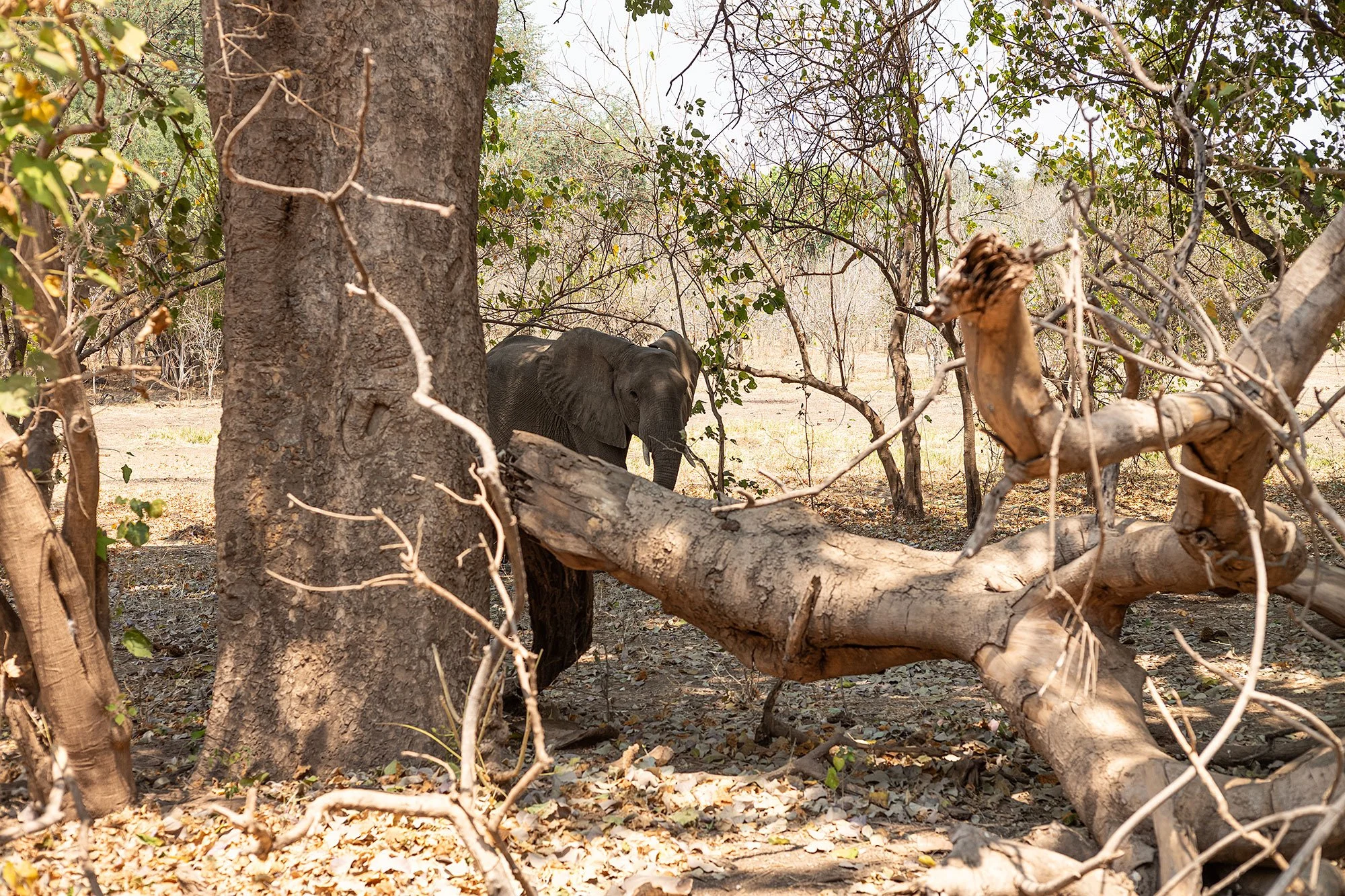 Elephant. Mana Pools, Zimbabwe.