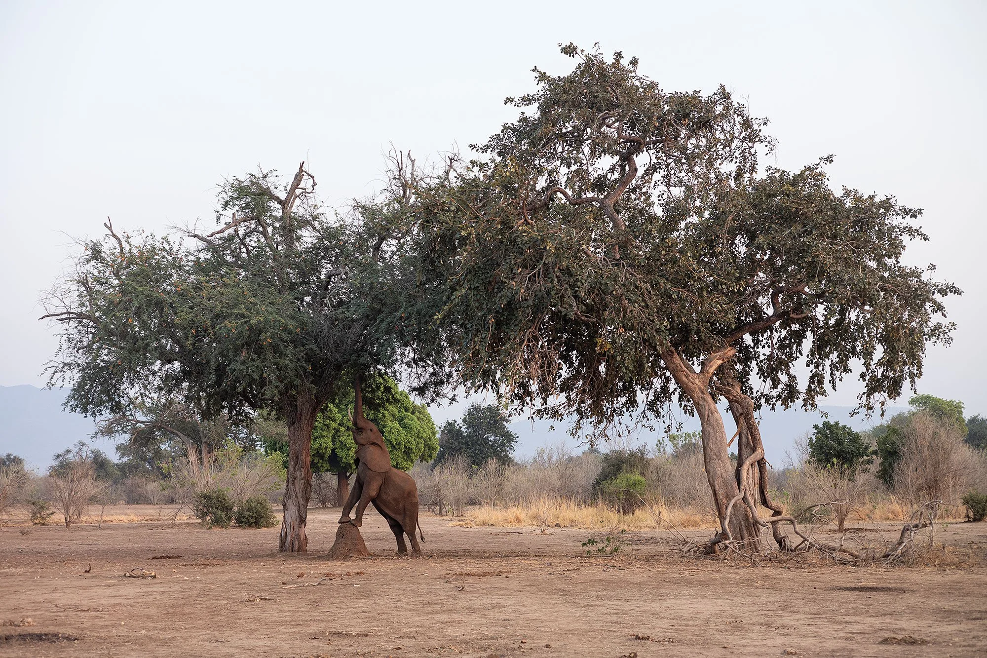 Mana Pools, Zimbabwe.