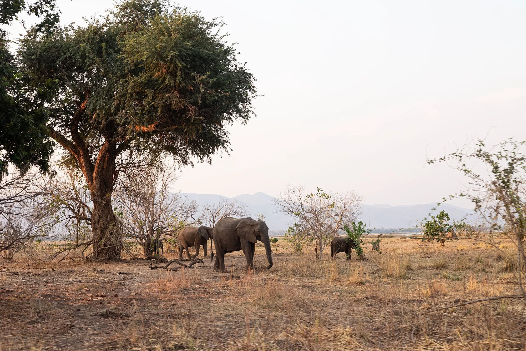 Elephants. Mana Pools, Zimbabwe.