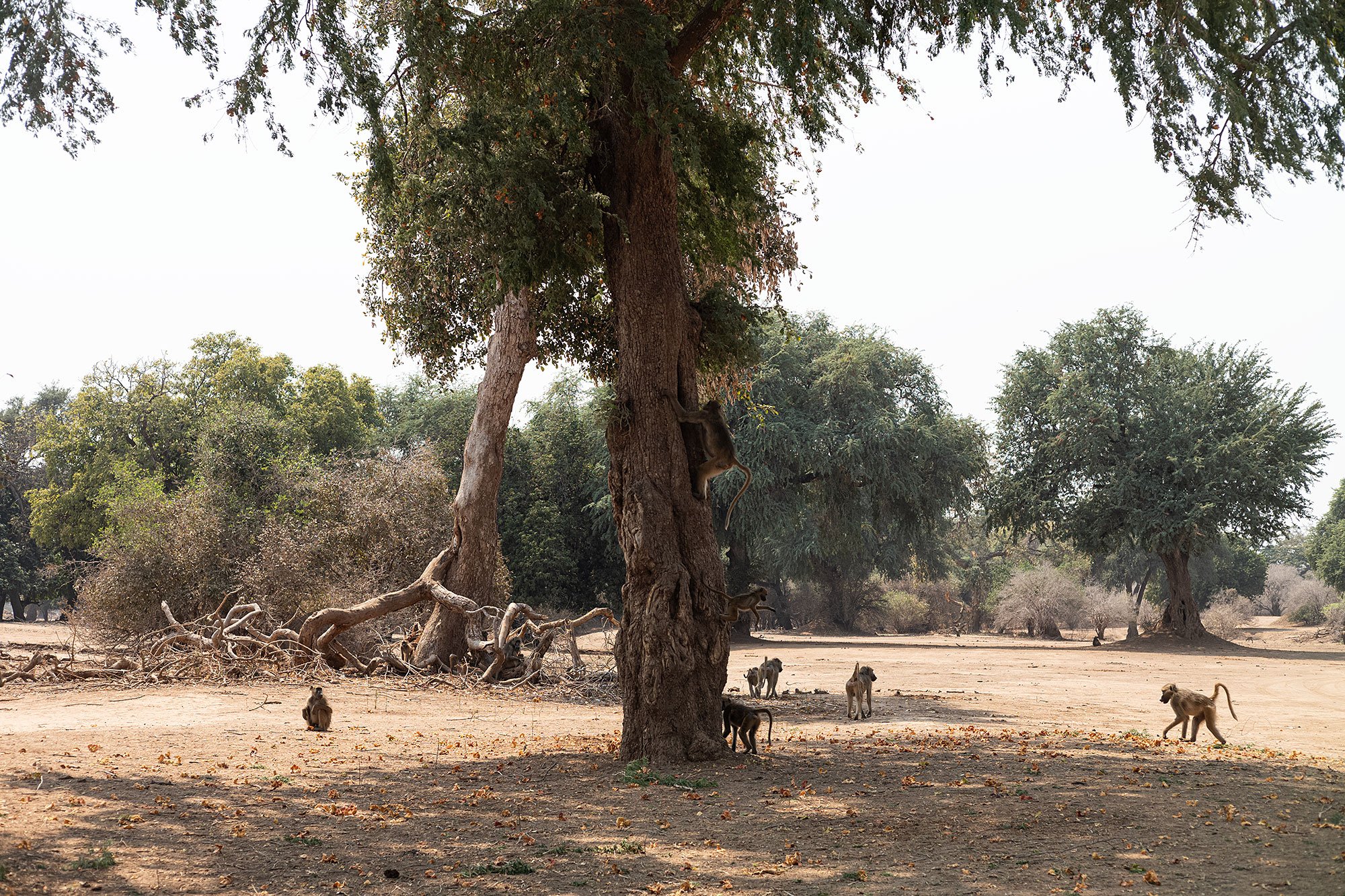 Baboons. Mana Pools, Zimbabwe.