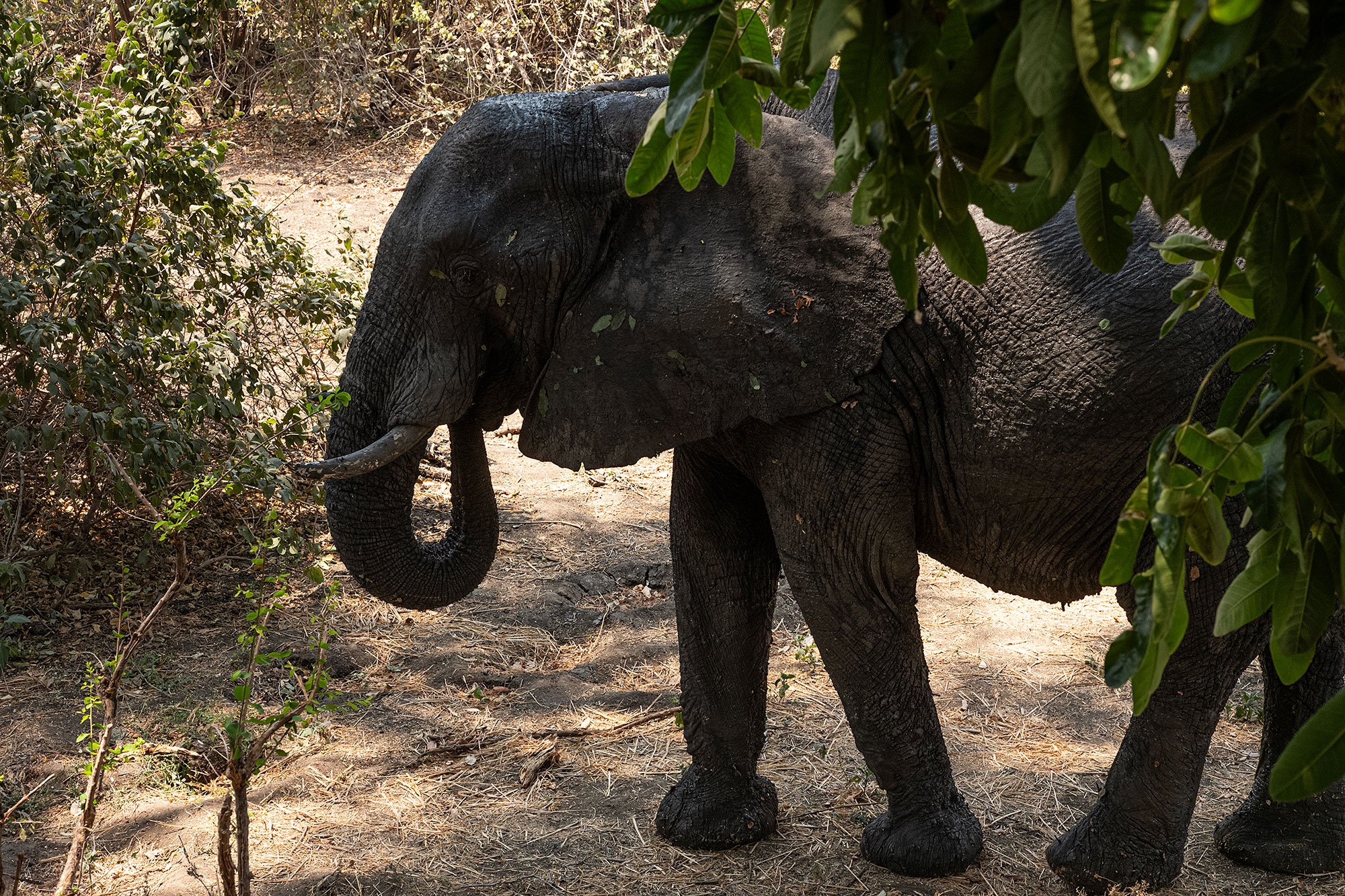 Elephants. Kanga Camp. Mana Pools, Zimbabwe.