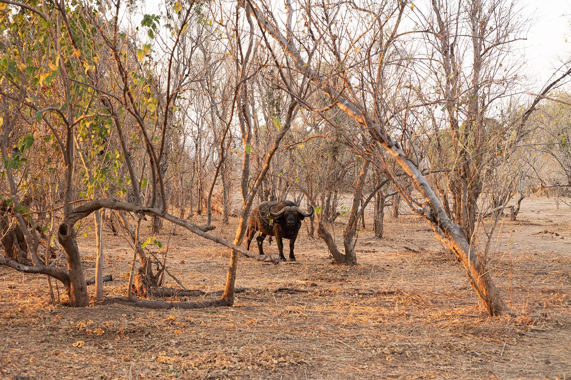 Buffalo. Mana Pools, Zimbabwe.