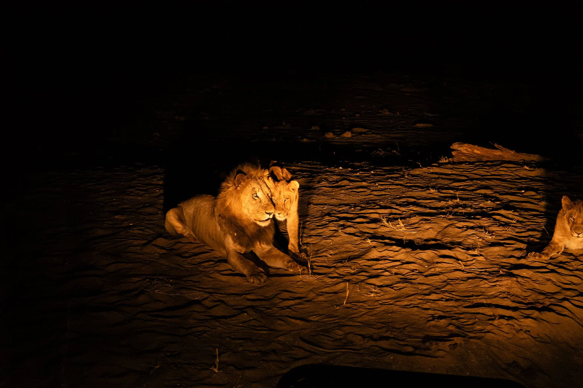 Lions. Mana Pools, Zimbabwe.