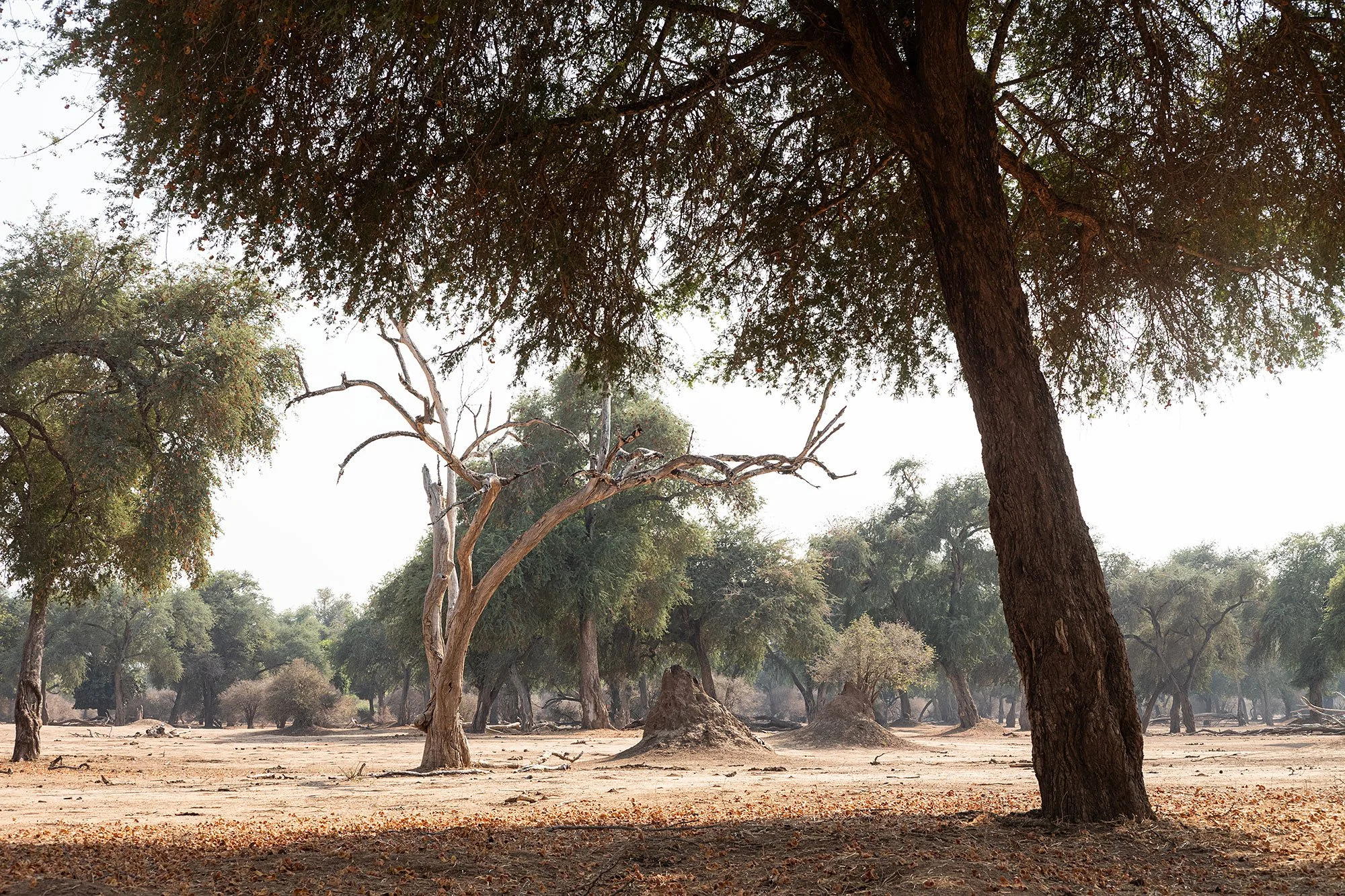 Walking safari. Mana Pools, Zimbabwe.