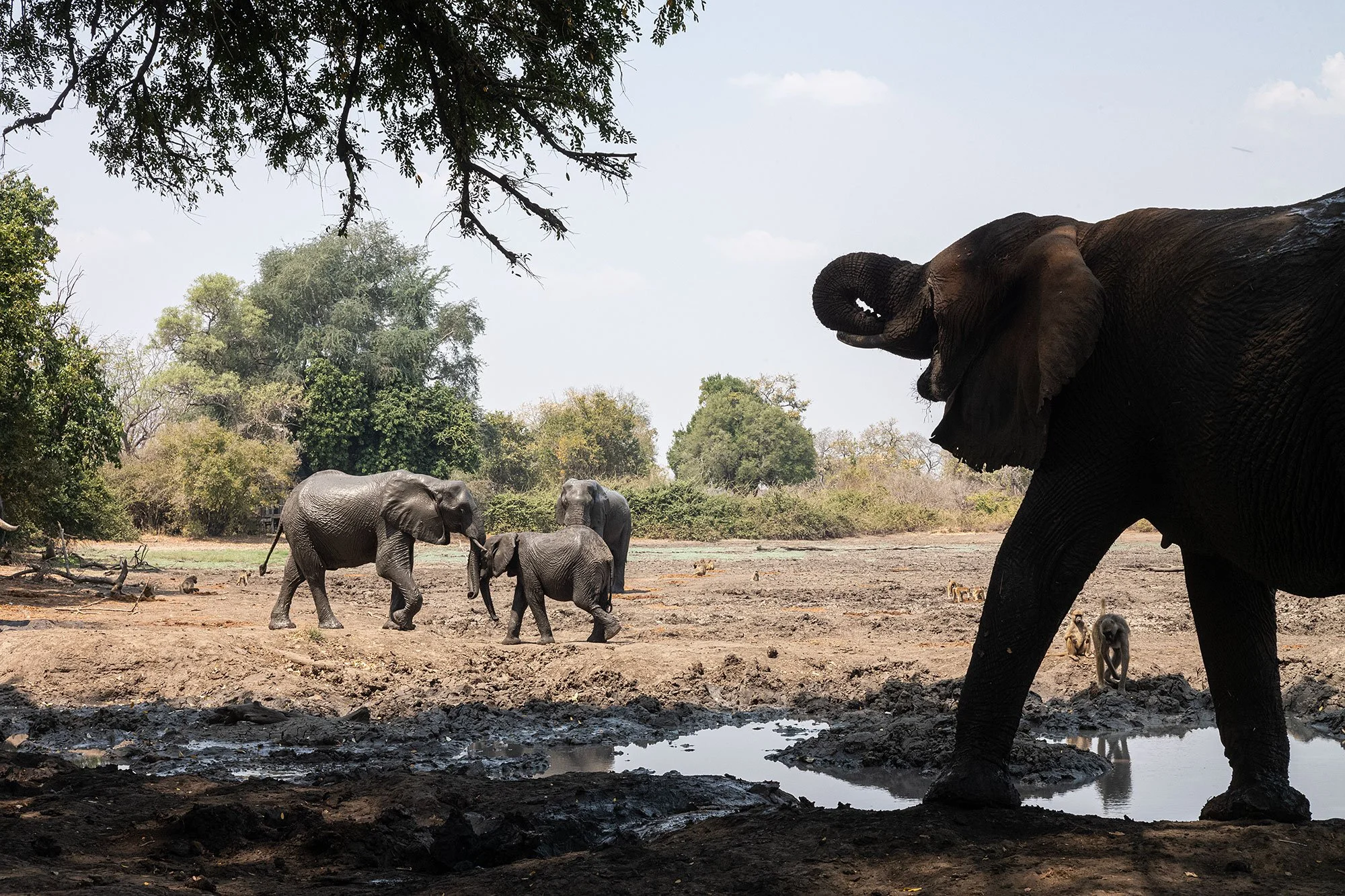 Elephants. Kanga Camp. Mana Pools, Zimbabwe.