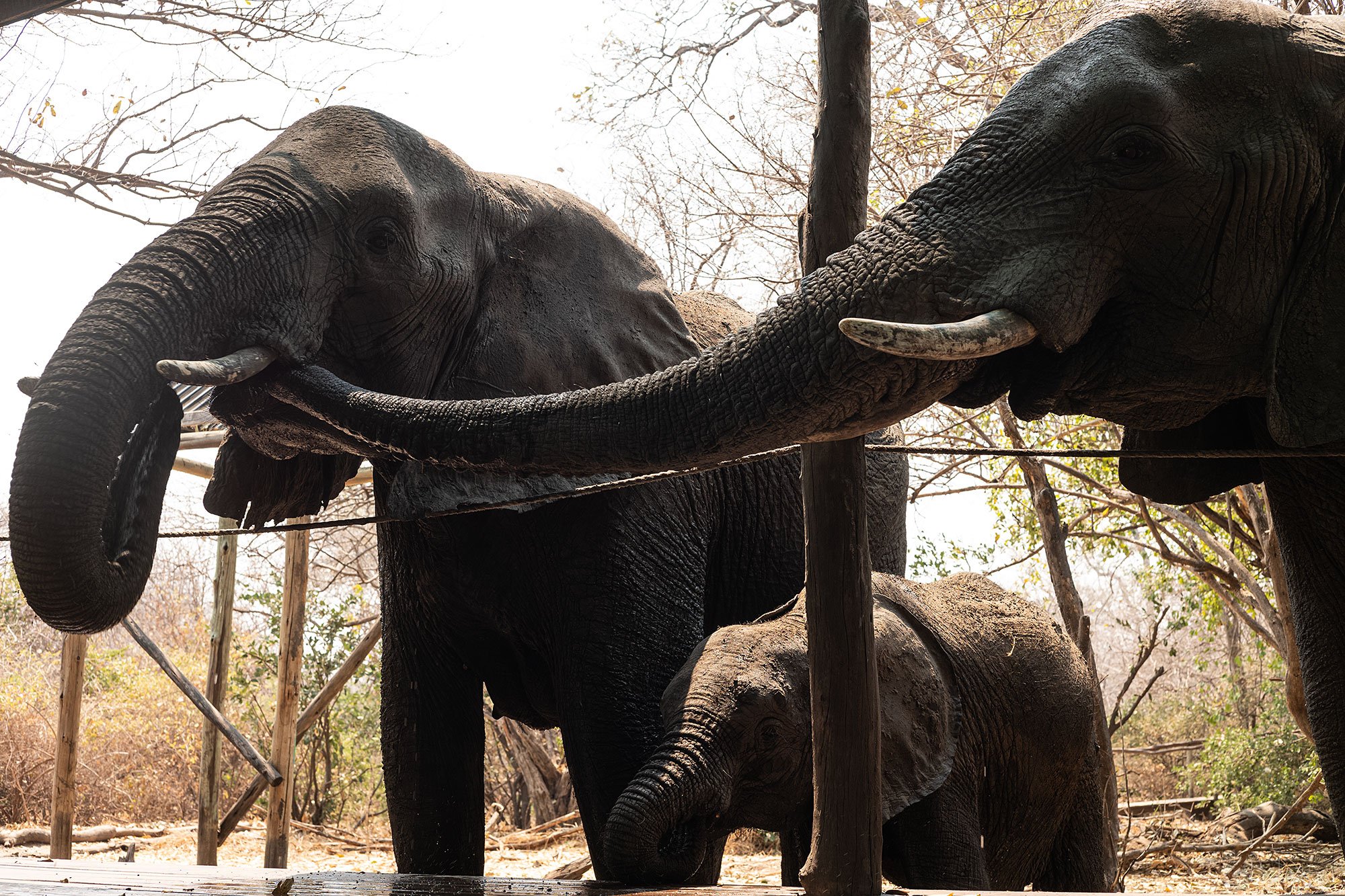 Mana Pools, Zimbabwe.