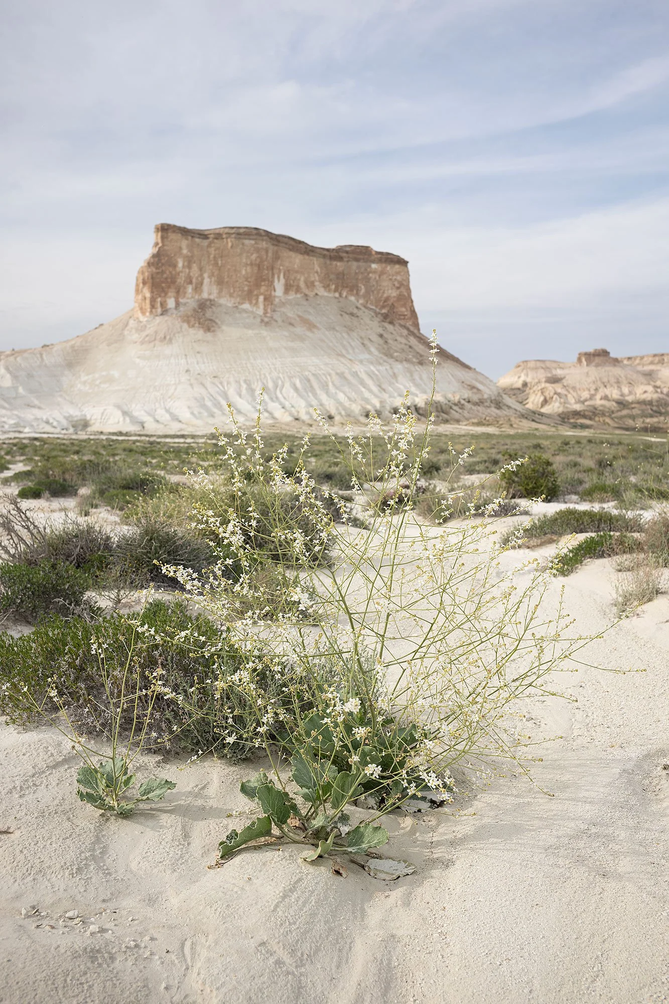 Ustyurt Plateau in the Mangystau Region of western Kazakhstan
