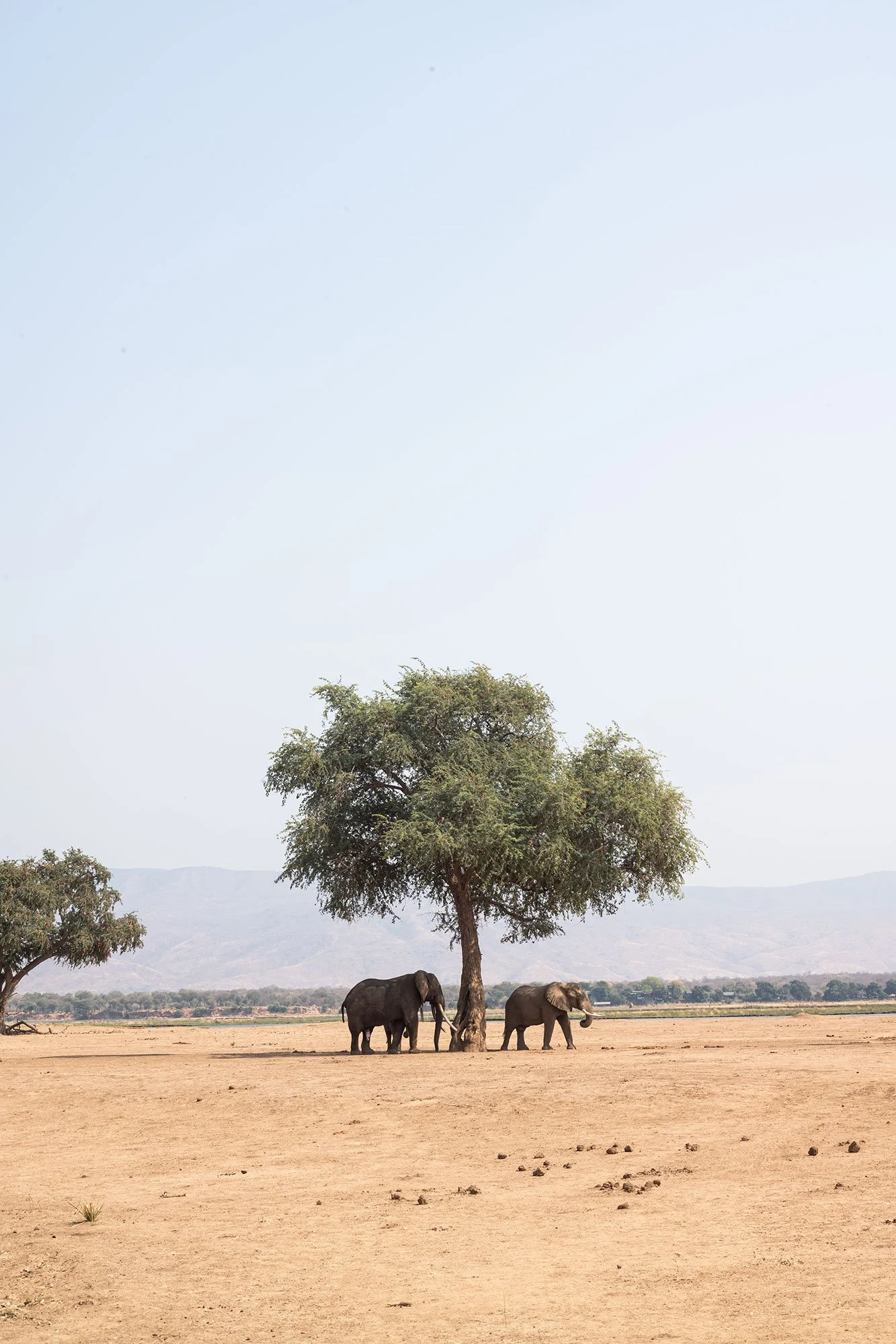 Elephants. Mana Pools, Zimbabwe.