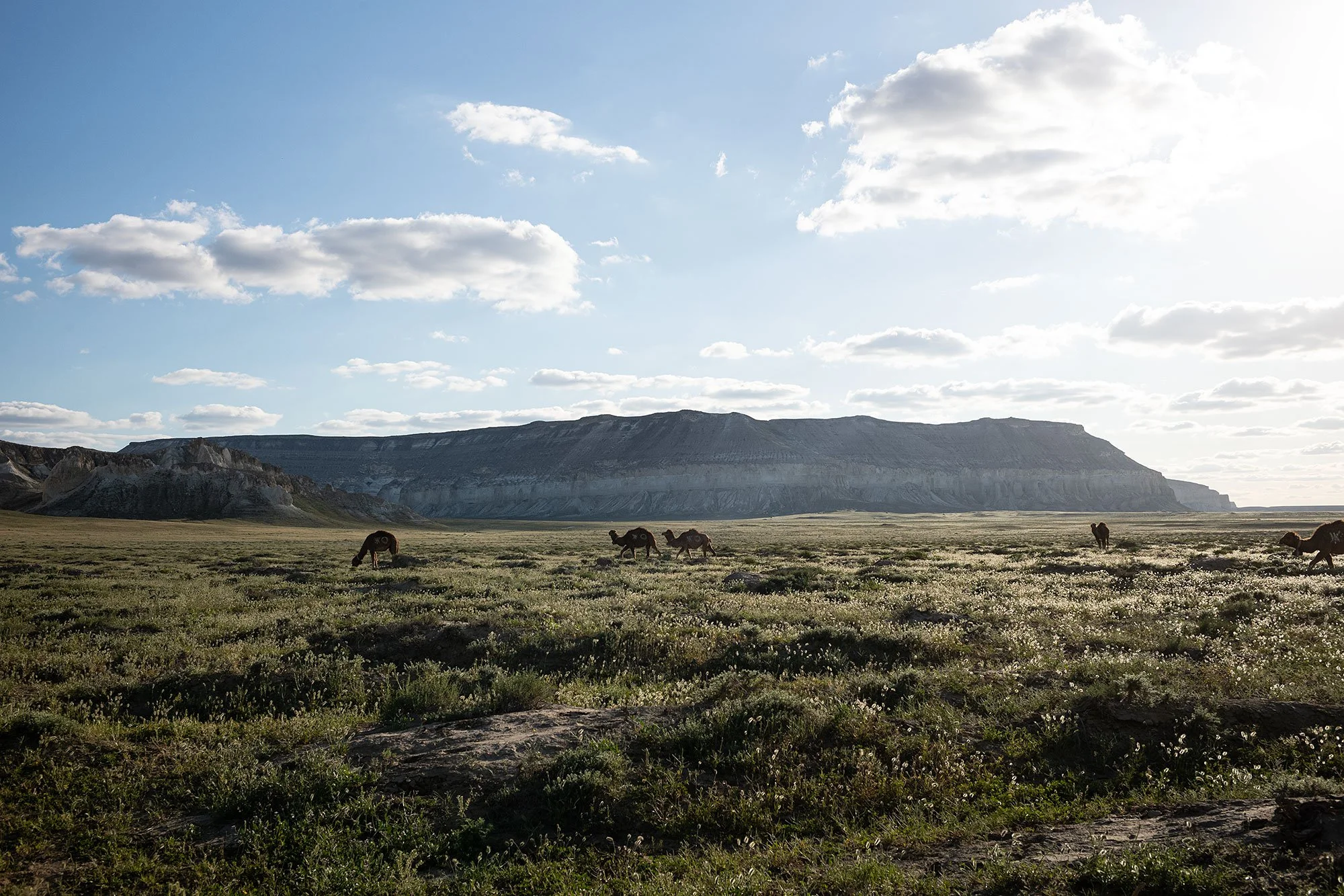 Airakty-Shomanai Mountains. Mangystau, Kazakhstan.