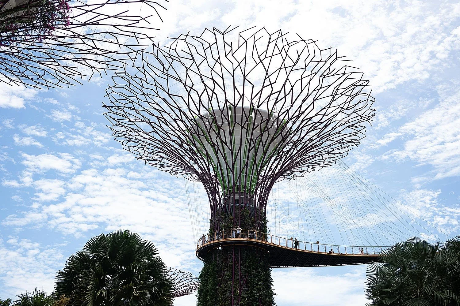 Supertree Grove. Gardens by the Bay, Singapore.