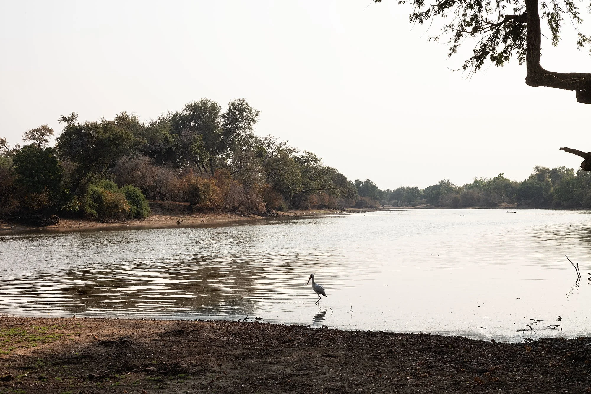 Stork. Mana Pools, Zimbabwe.