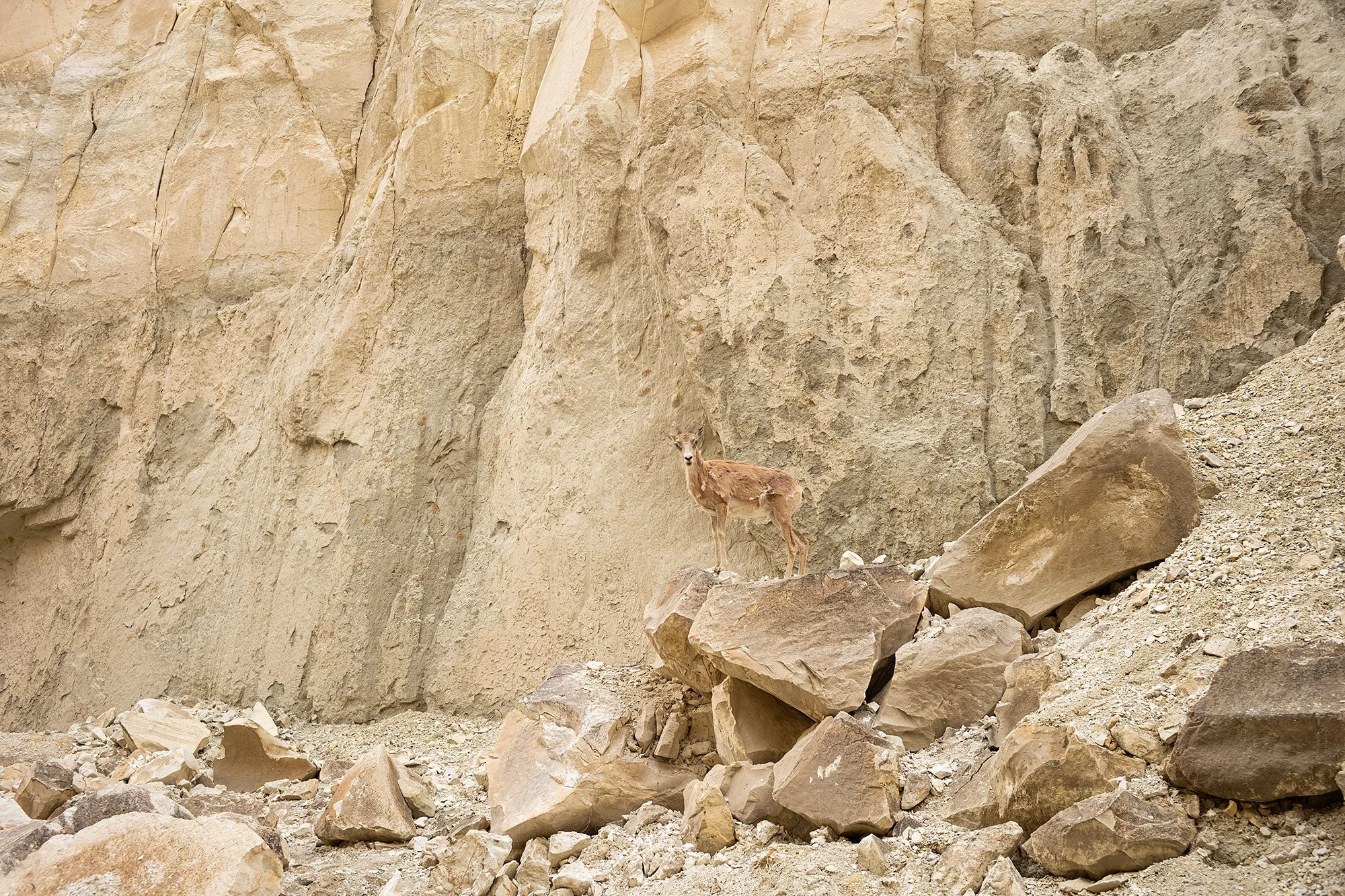 Ustyurt Plateau in the Mangystau Region of western Kazakhstan