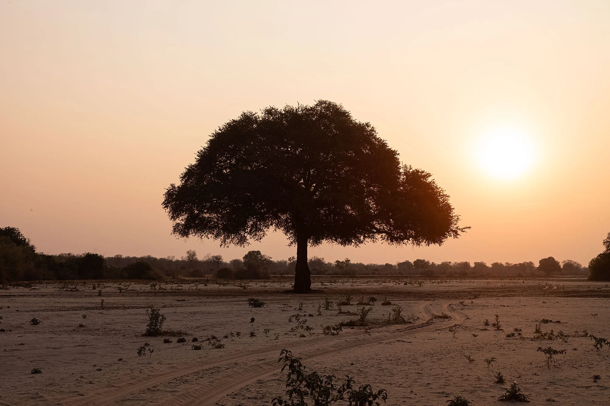 Mana Pools, Zimbabwe.