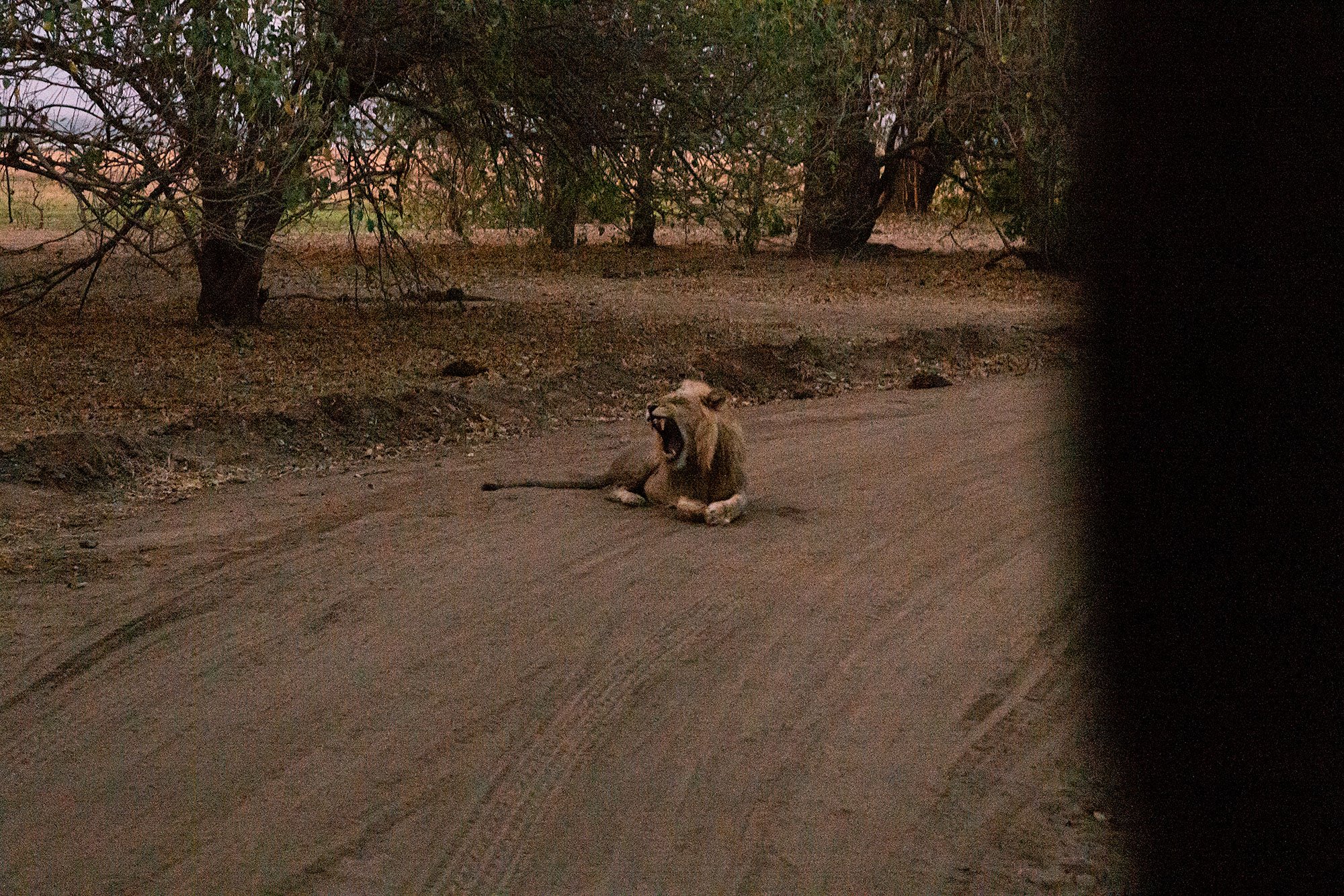 Lions at dusk. Mana Pools, Zimbabwe.