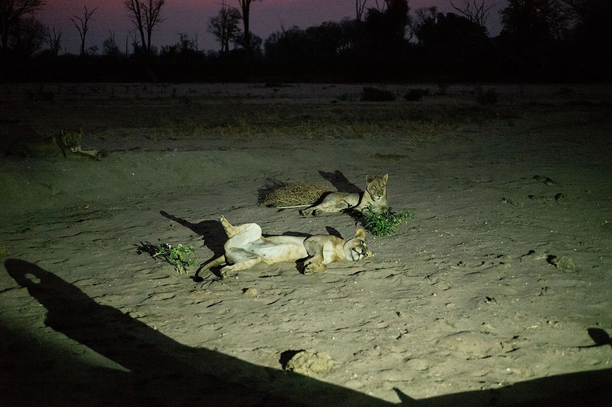 Lions. Mana Pools, Zimbabwe.
