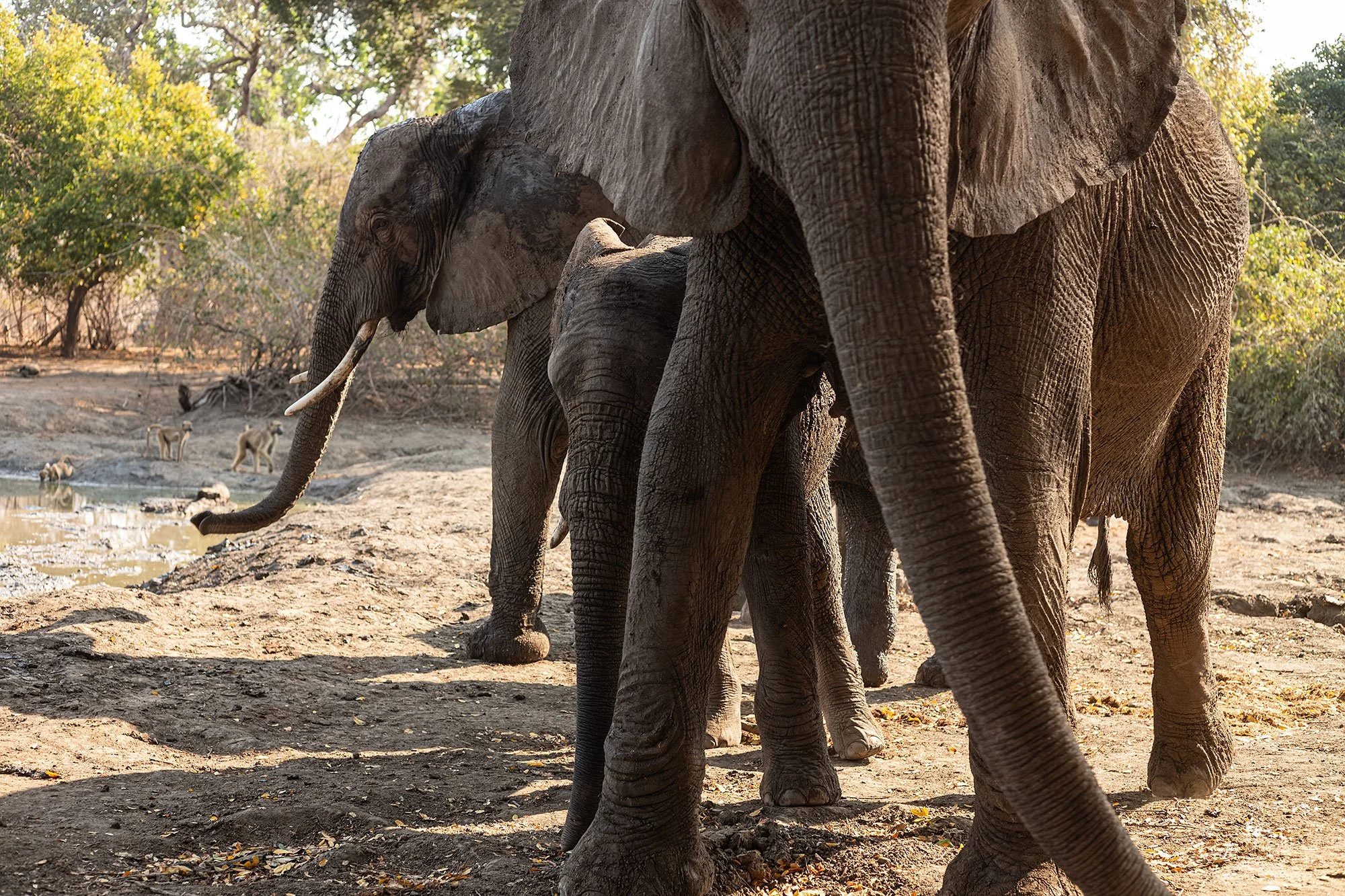 Elephants at Kanga Camp. Mana Pools, Zimbabwe.