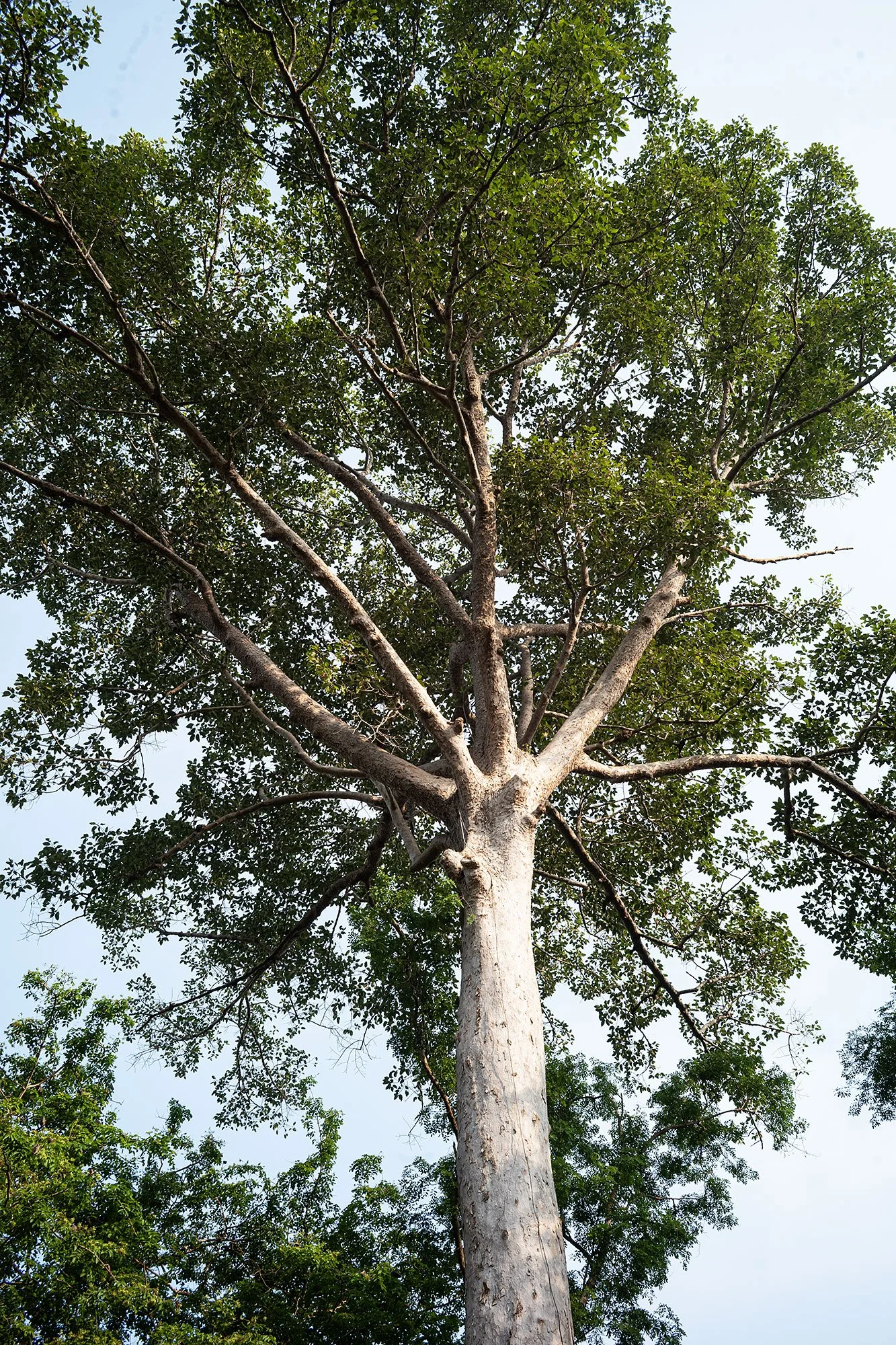 Angkor trees, Cambodia