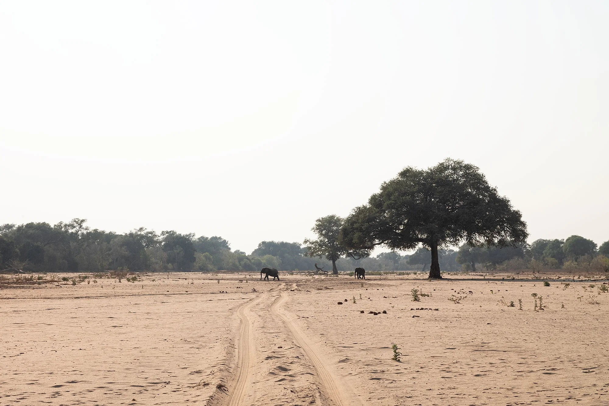 Mana Pools, Zimbabawe.