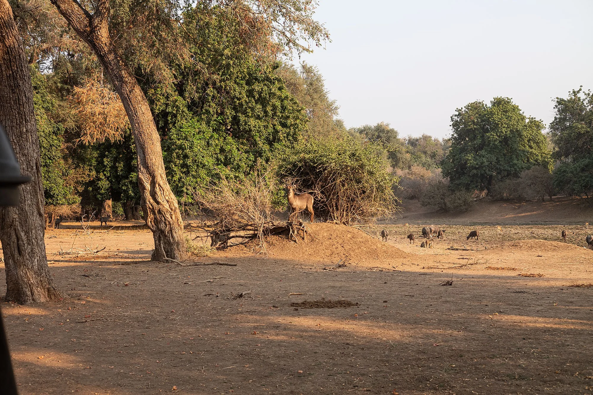 Mana Pools, Zimbabwe.