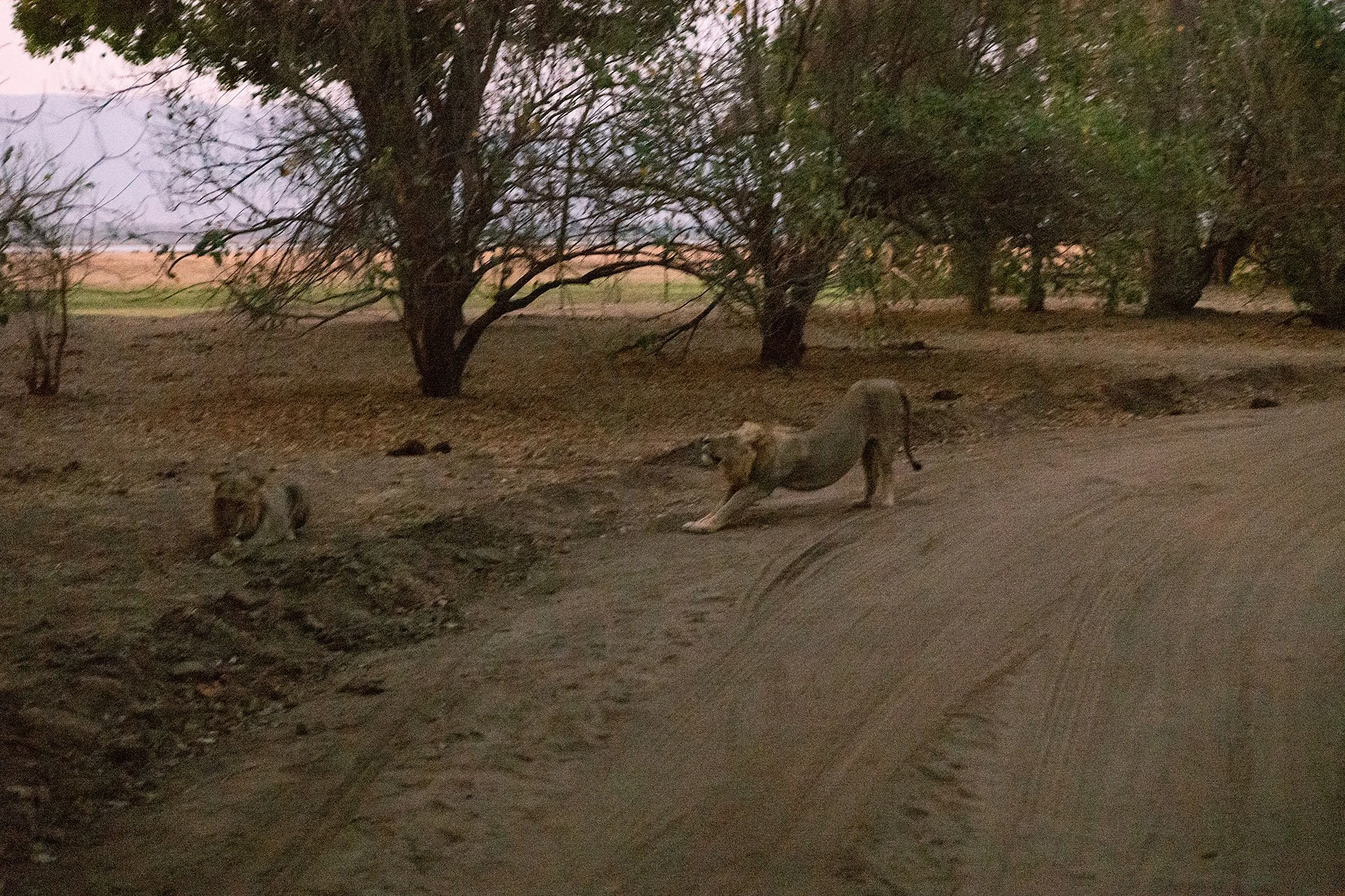 Lions at dusk. Mana Pools, Zimbabwe.