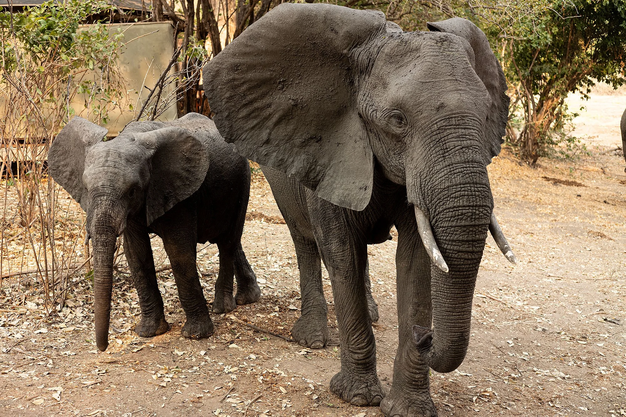 Elephants. Mana Pools, Zimbabwe.