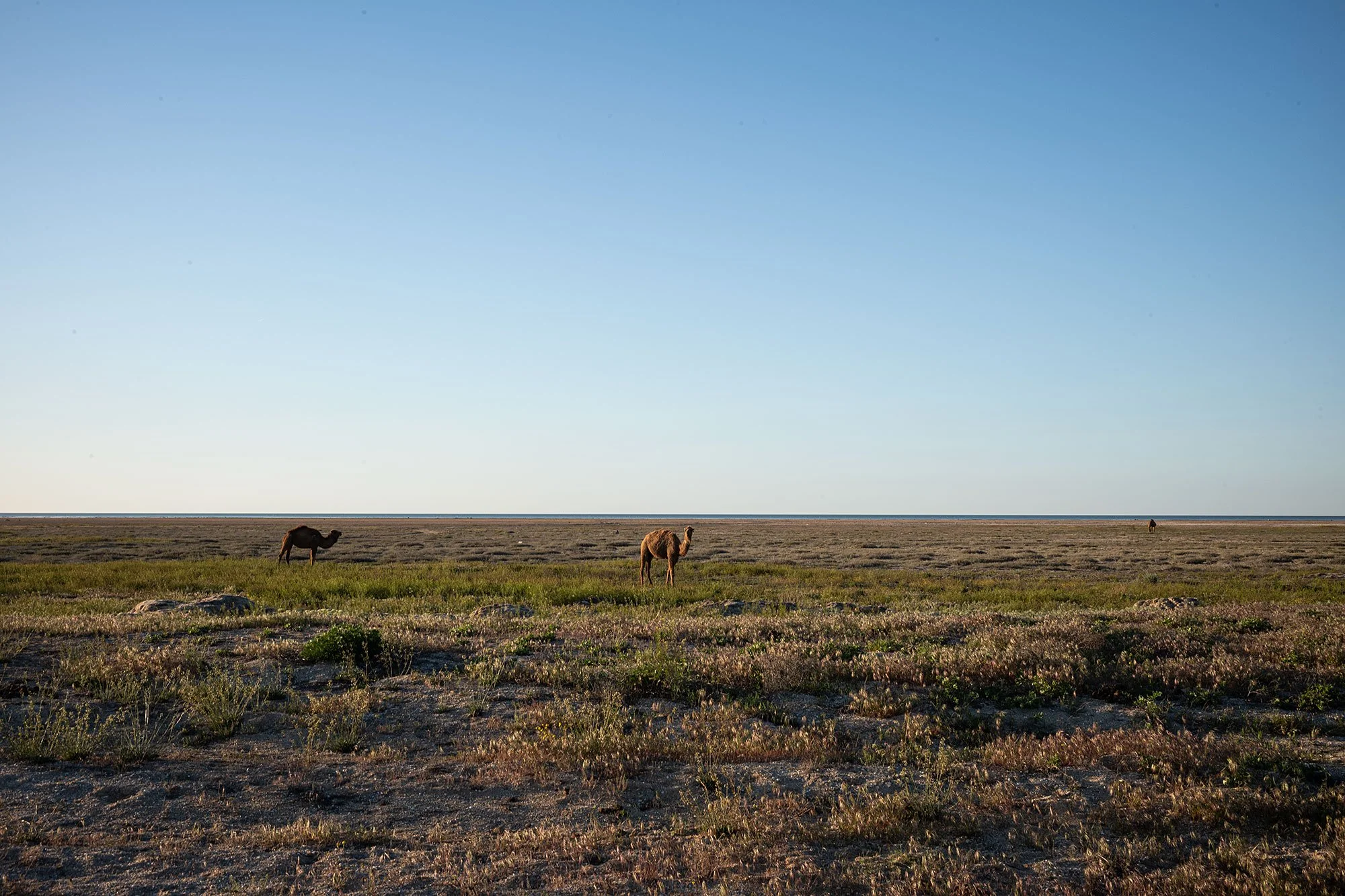 Sartas. Mangystau, Kazakhstan.
