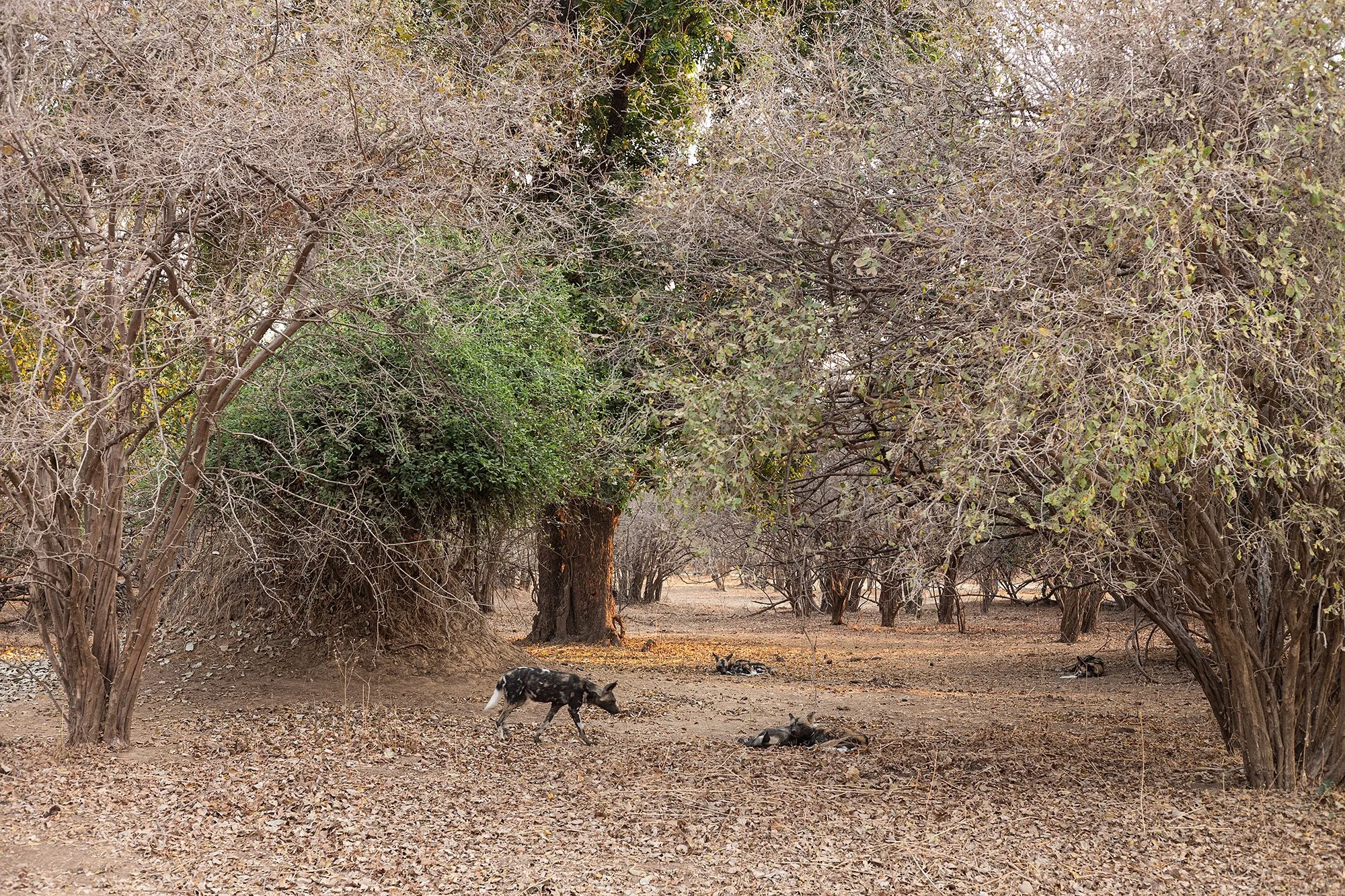 Wild dogs. Mana Pools, Zimbabwe.
